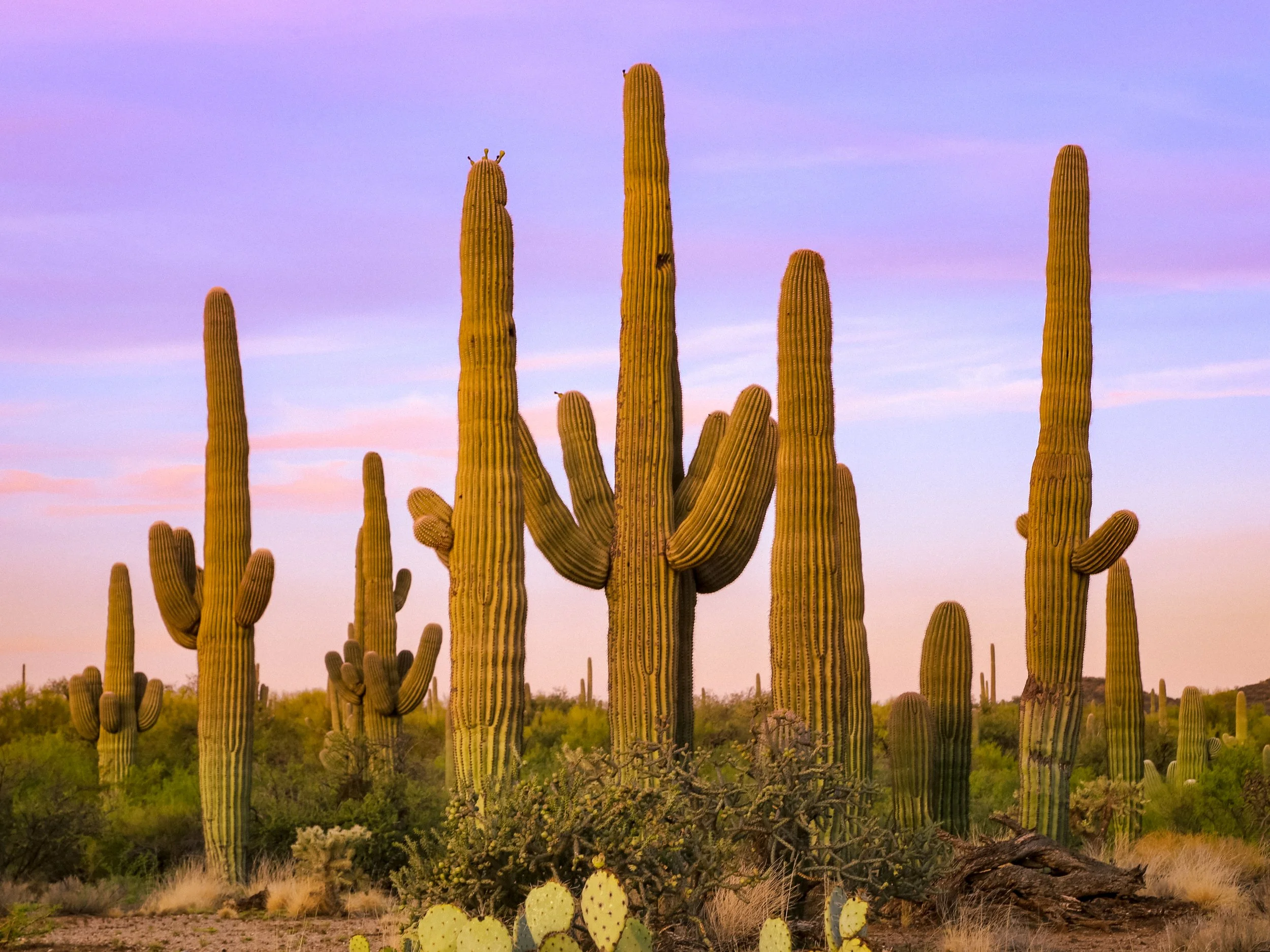 Saugaros in a row in Arizona Sonoran Desert