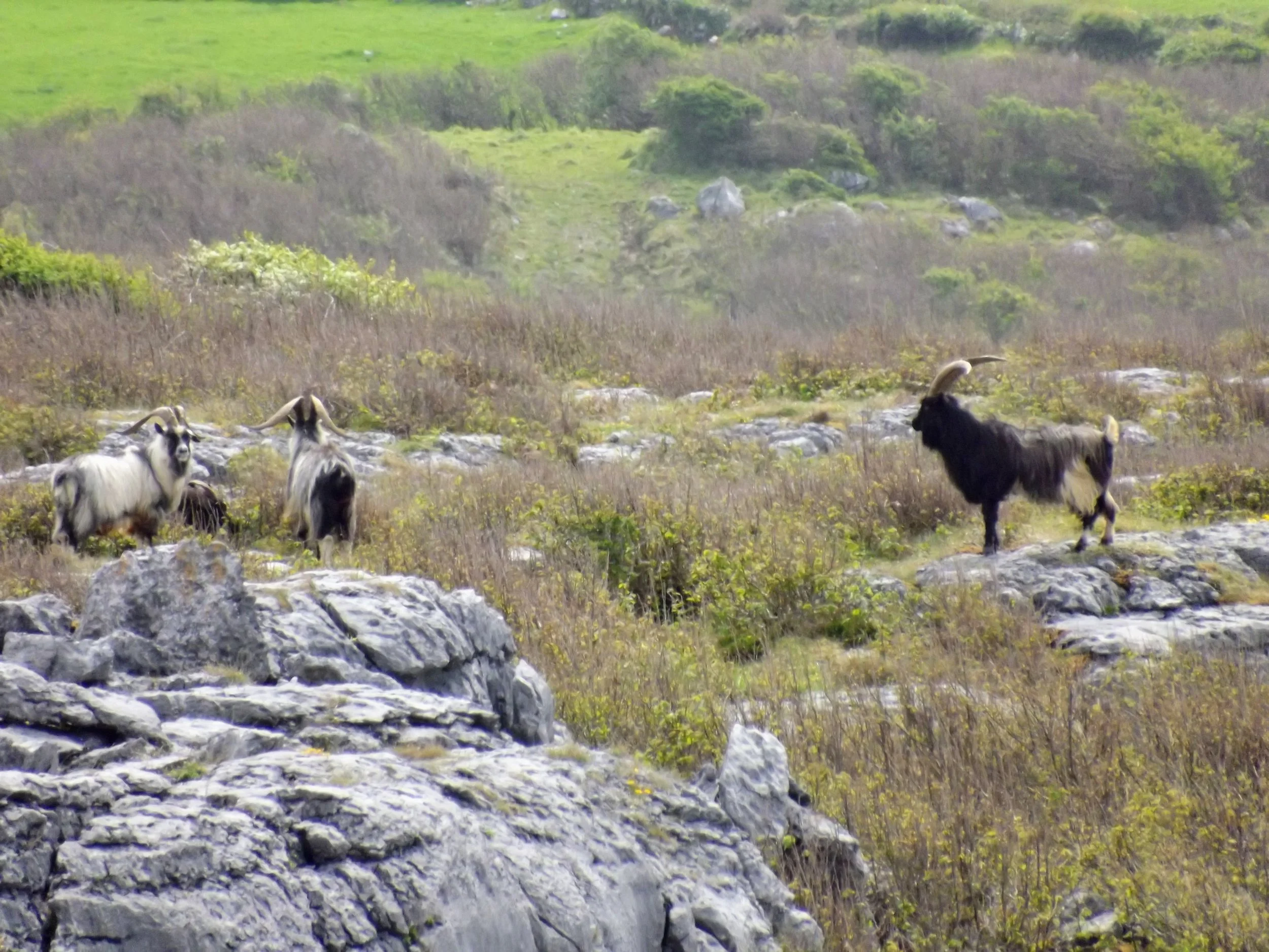 Three goats standing on rocky terrain in a grassy, hilly landscape.