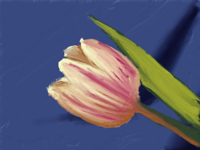 A pink and white tulip with a green leaf on a blue background.