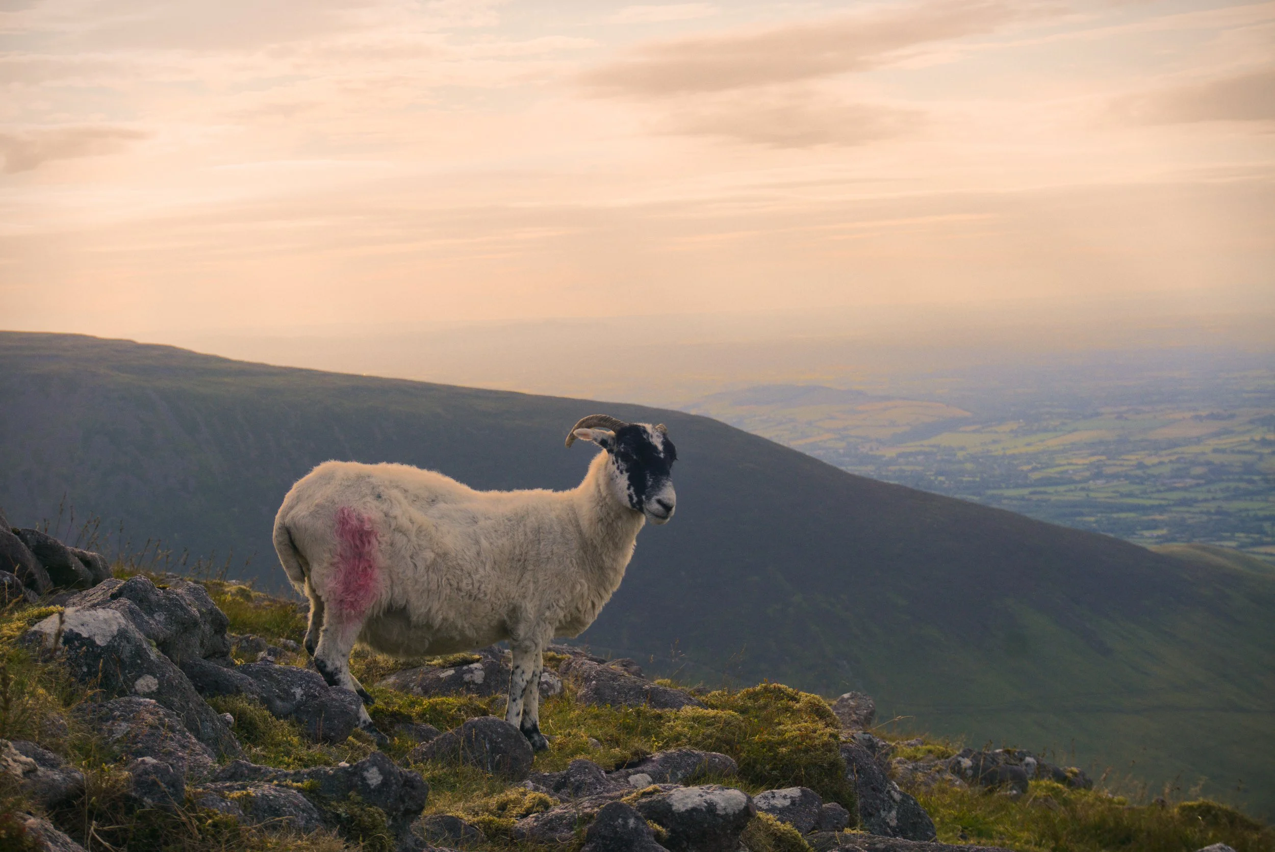 Sheep on top of Galtee Mór