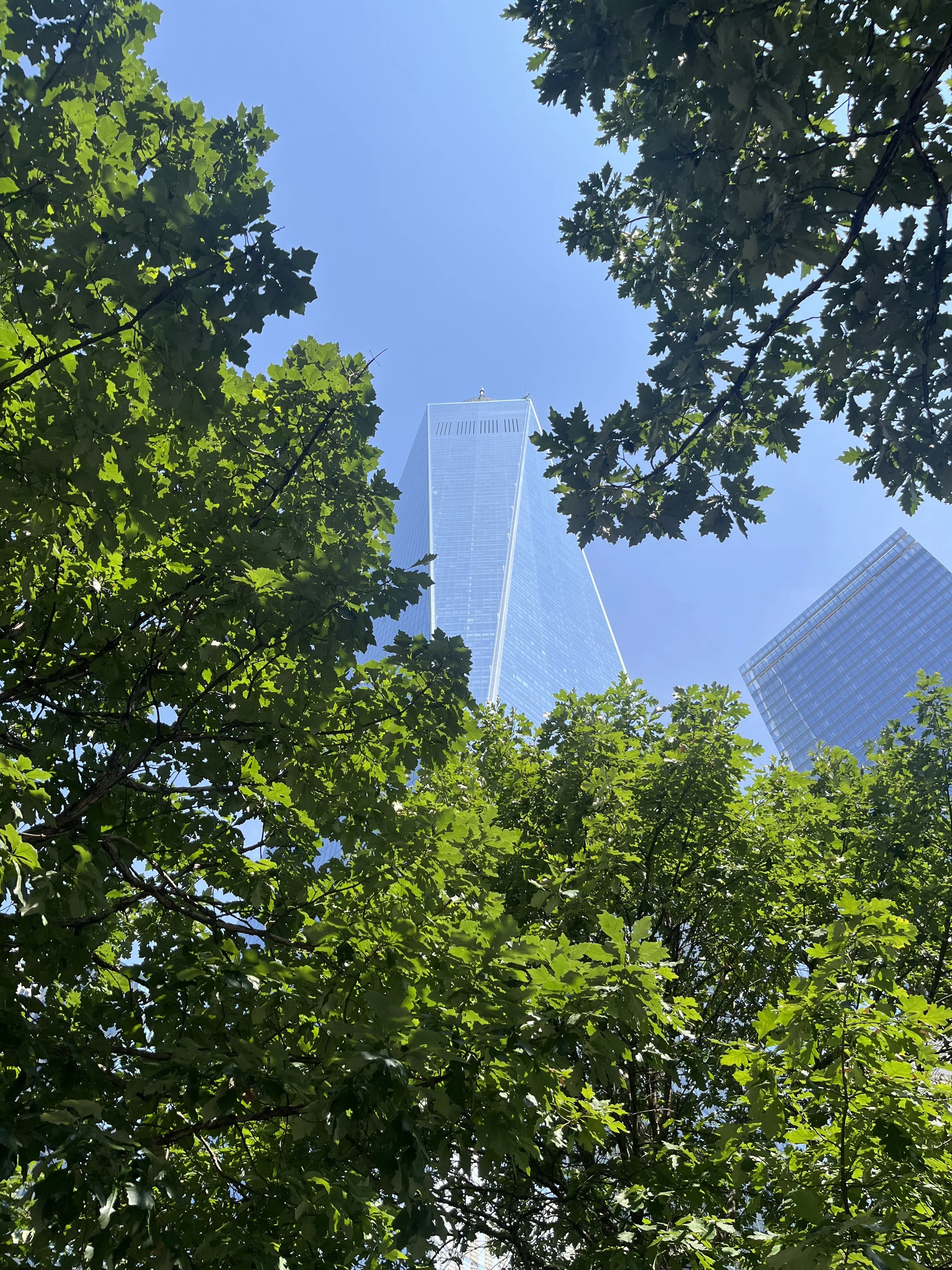 View of modern skyscrapers framed by green tree leaves against a bright blue sky.
