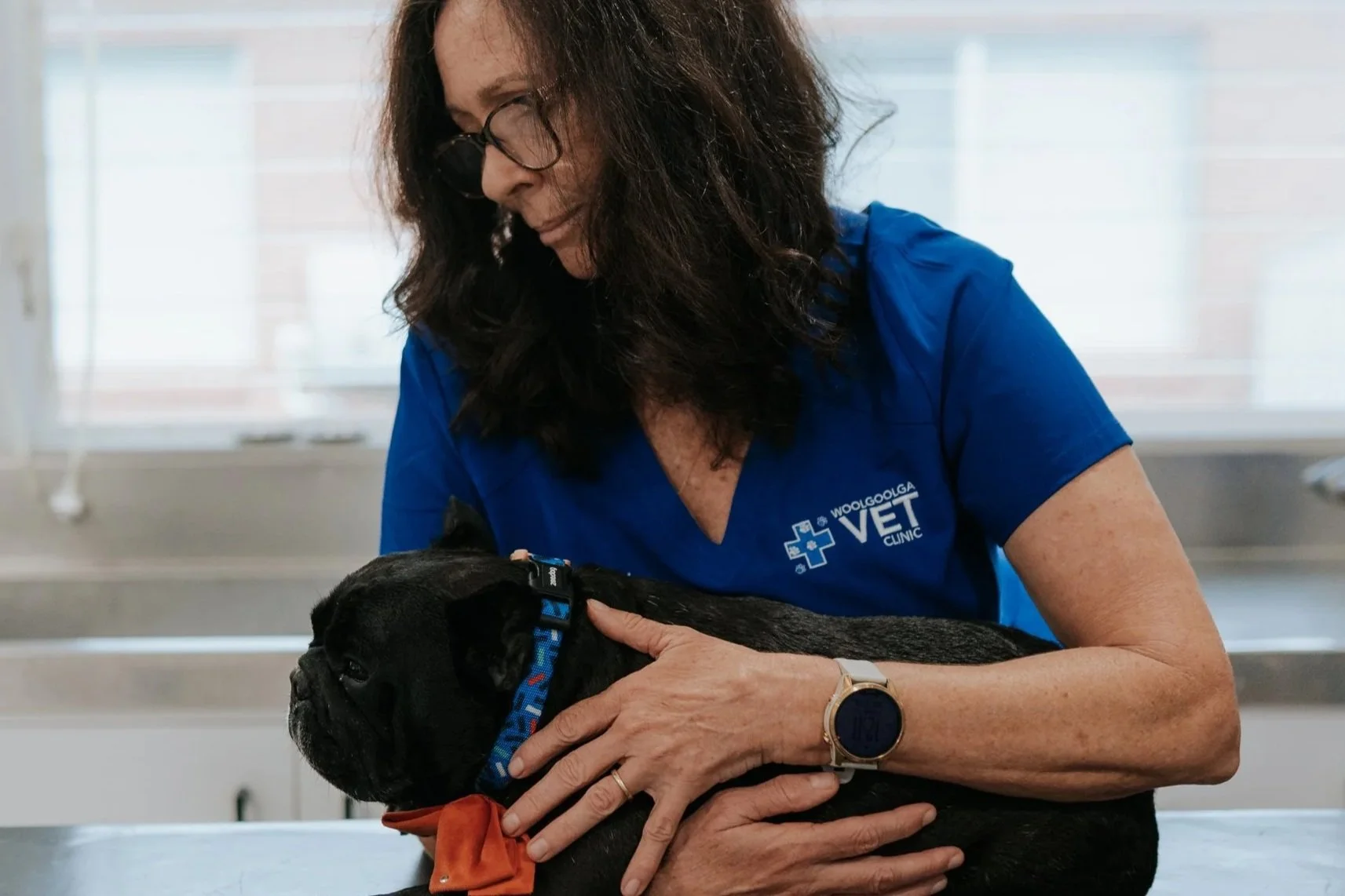 A friendly vet nurse at Woolgoolga Vet Clinic gently holds a groggy black french bulldog on the table before an operation.
