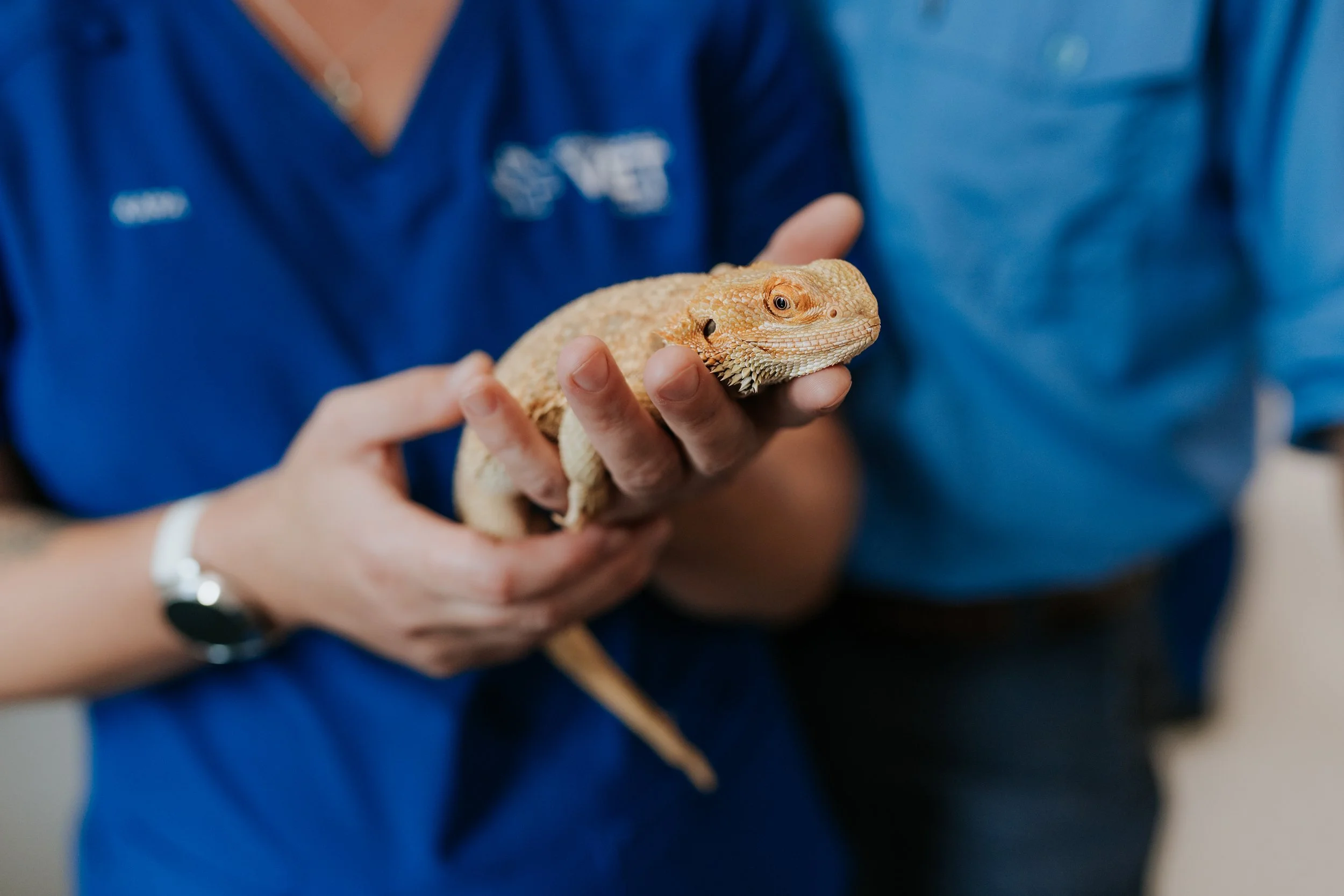 Two hands hold a peachy-coloured bearded dragon at a local vet in Woolgoolga