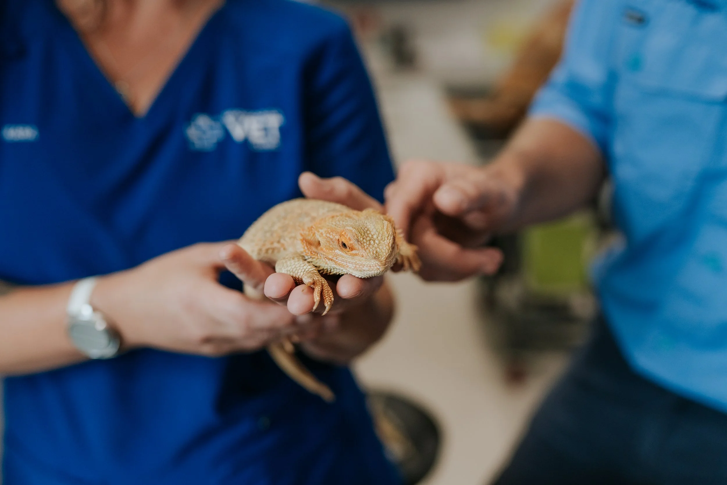 Two hands hold a peach-coloured bearded dragon and another set of hands stroke its head.
