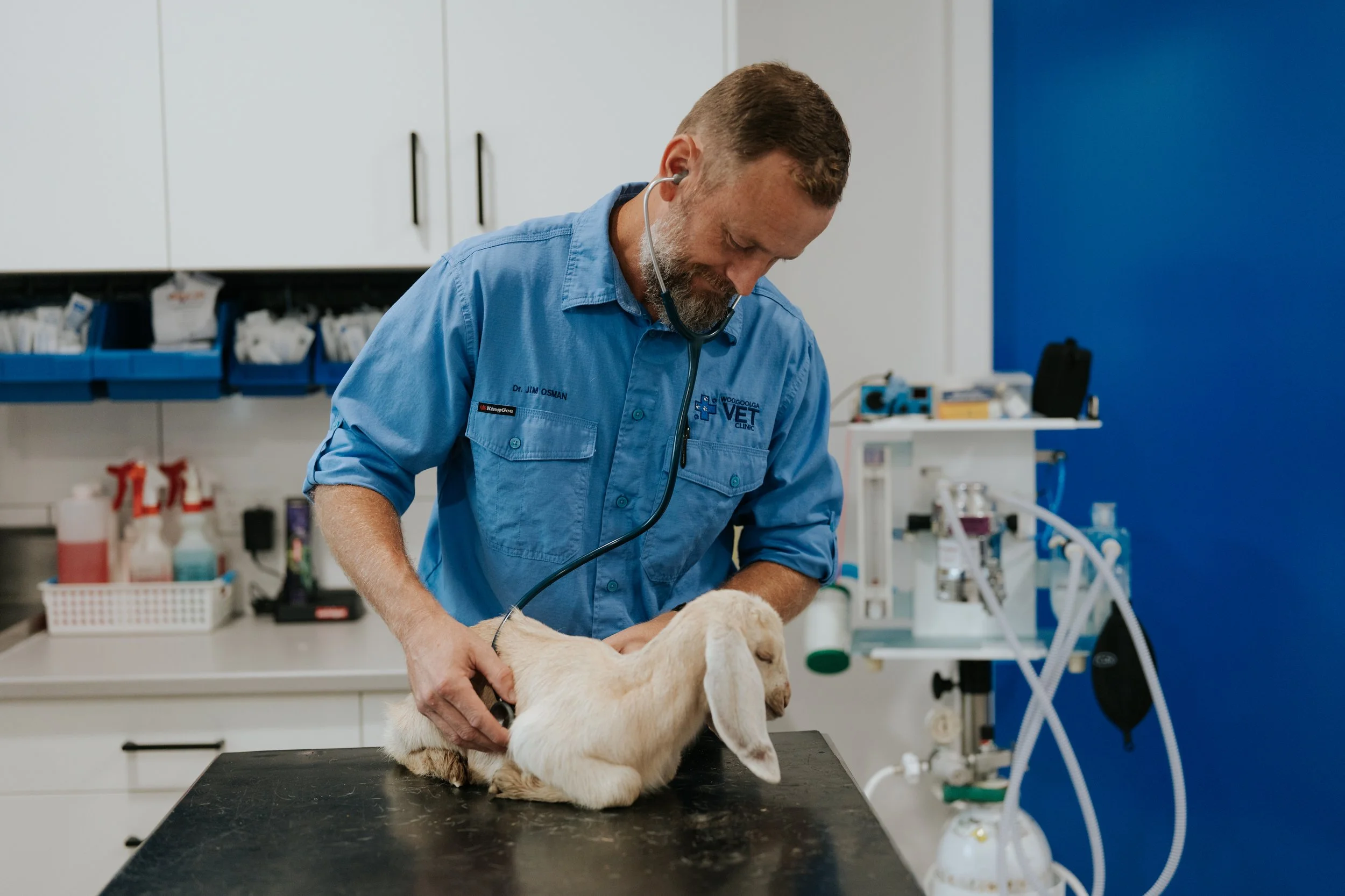 Dr Jim Osman from Woolgoolga Vet Clinic has a stehoscope on and is listening the heart of a sleeping white baby goat.