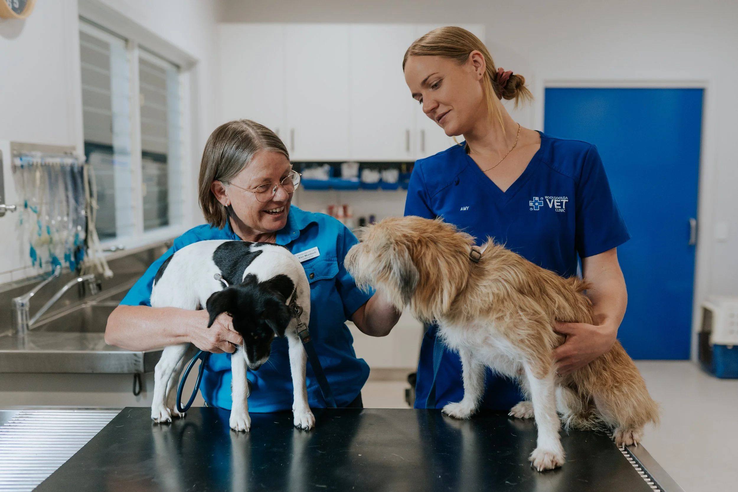 A female vet with short, grey hair and a tall, blonde female vet nurse are inspecting two dogs on the table at Woolgoolga Vet CLinic on the Mid North Coast. One dog is sandy-coloured with shaggy hair and the other is smooth and black and white.