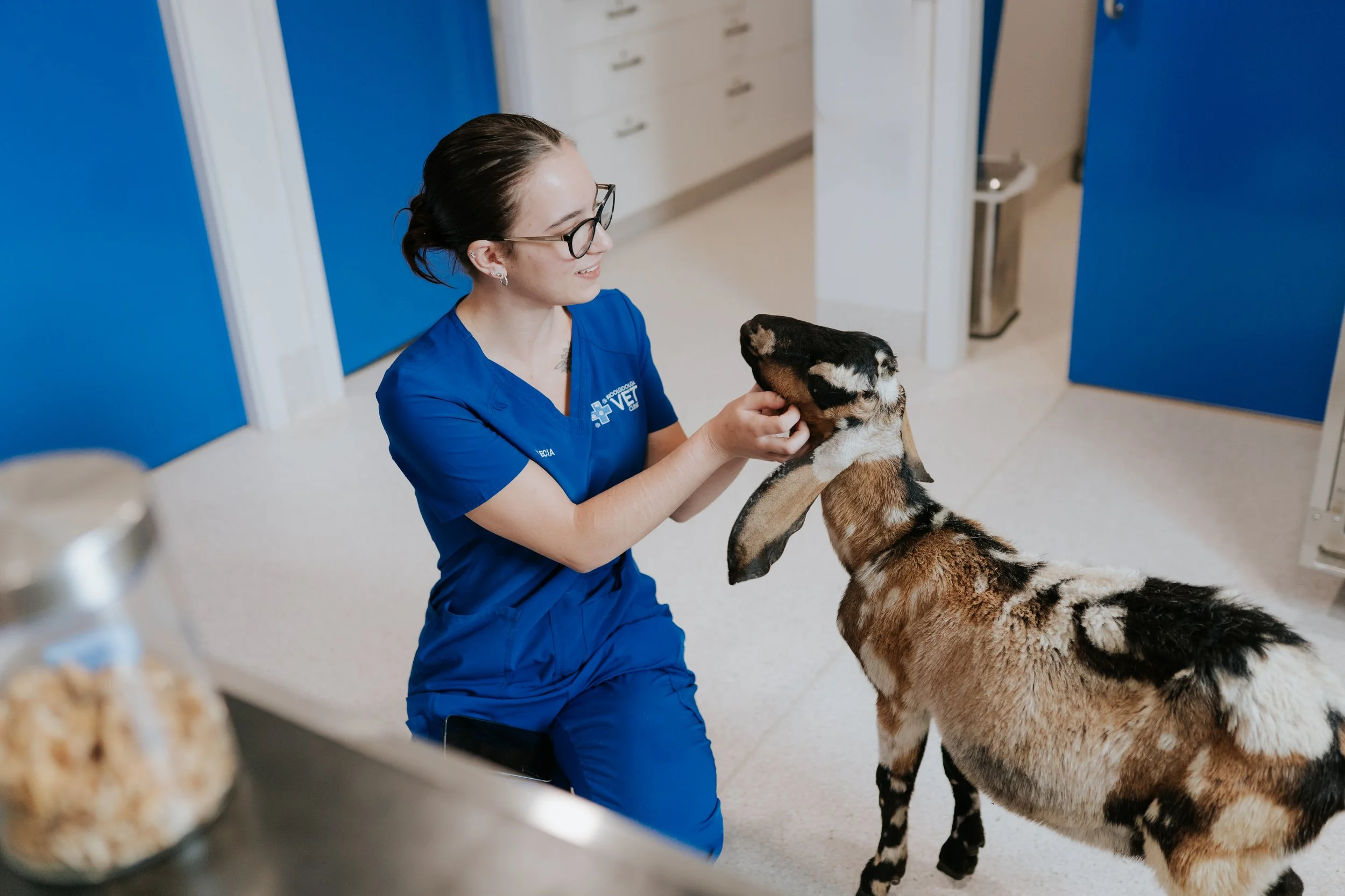 A female vet nurse wearing glasses and the blue Woolgoolga Vet Clinic uniform is kneeling on the floor of the clinic looking at a friendly tri-coloured goat.