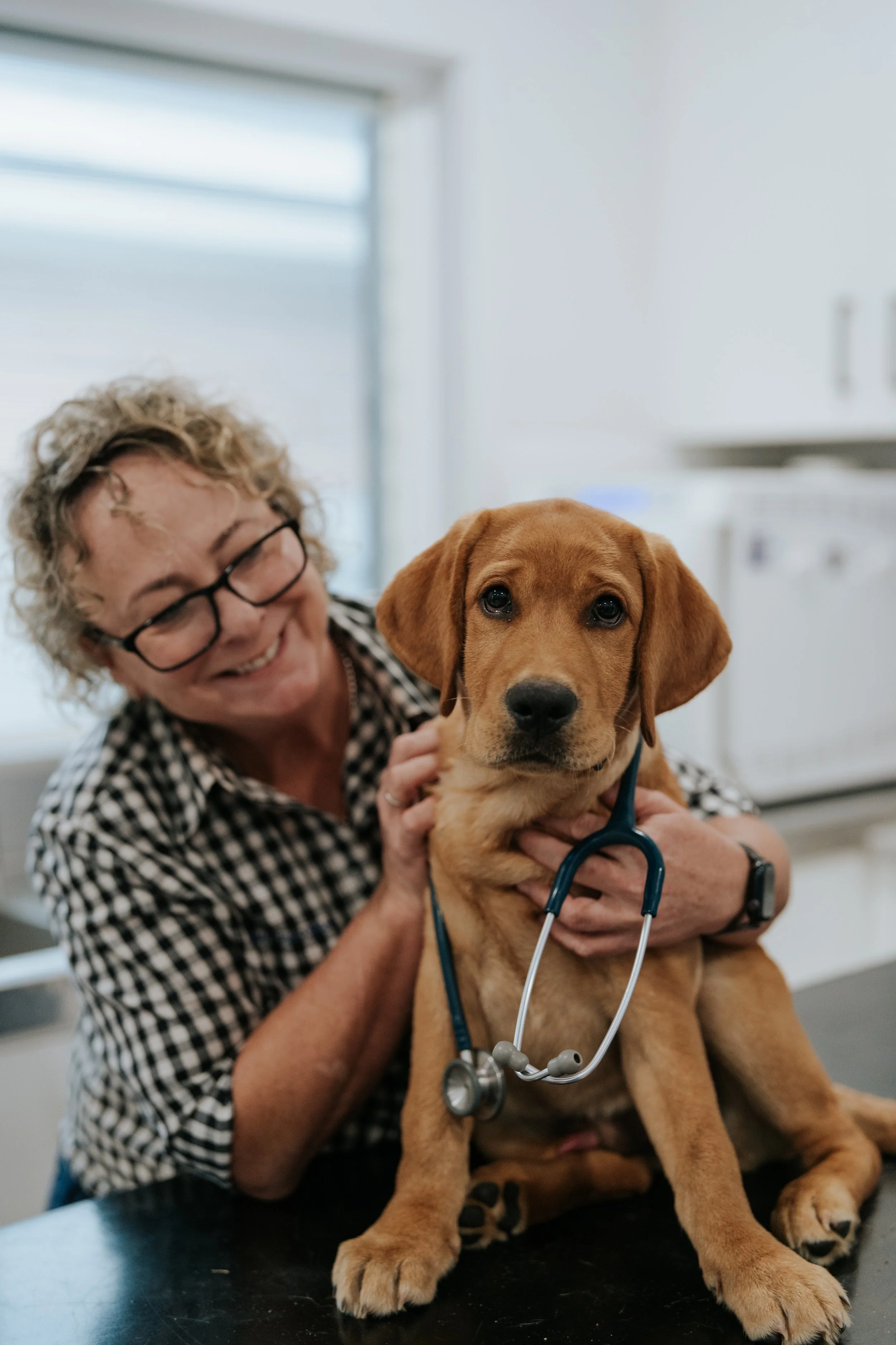 A labrador puppy with one of the vets from Woolgoolga Veterinary Clinic
