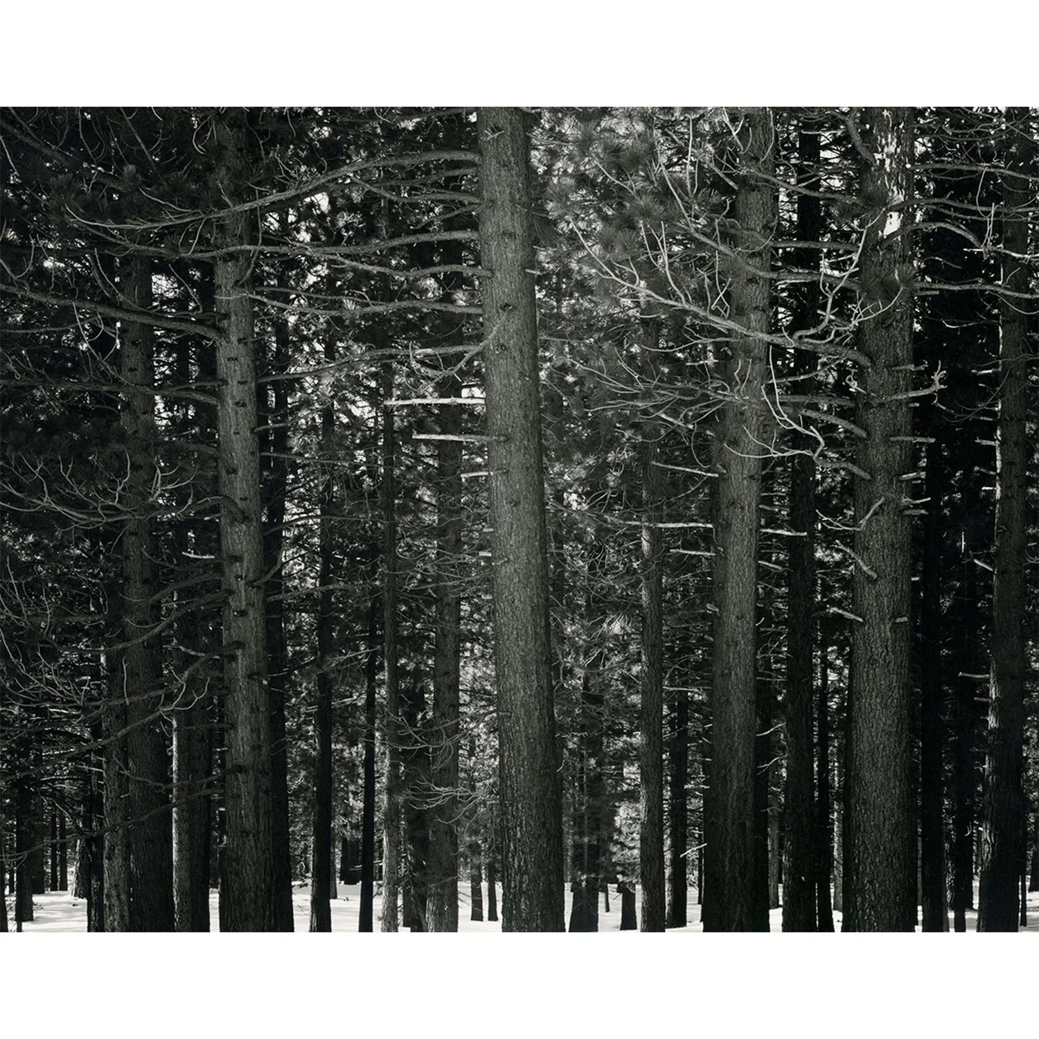 Trees, Mammoth Lakes, CA, 2025   Print Info and Pricing   