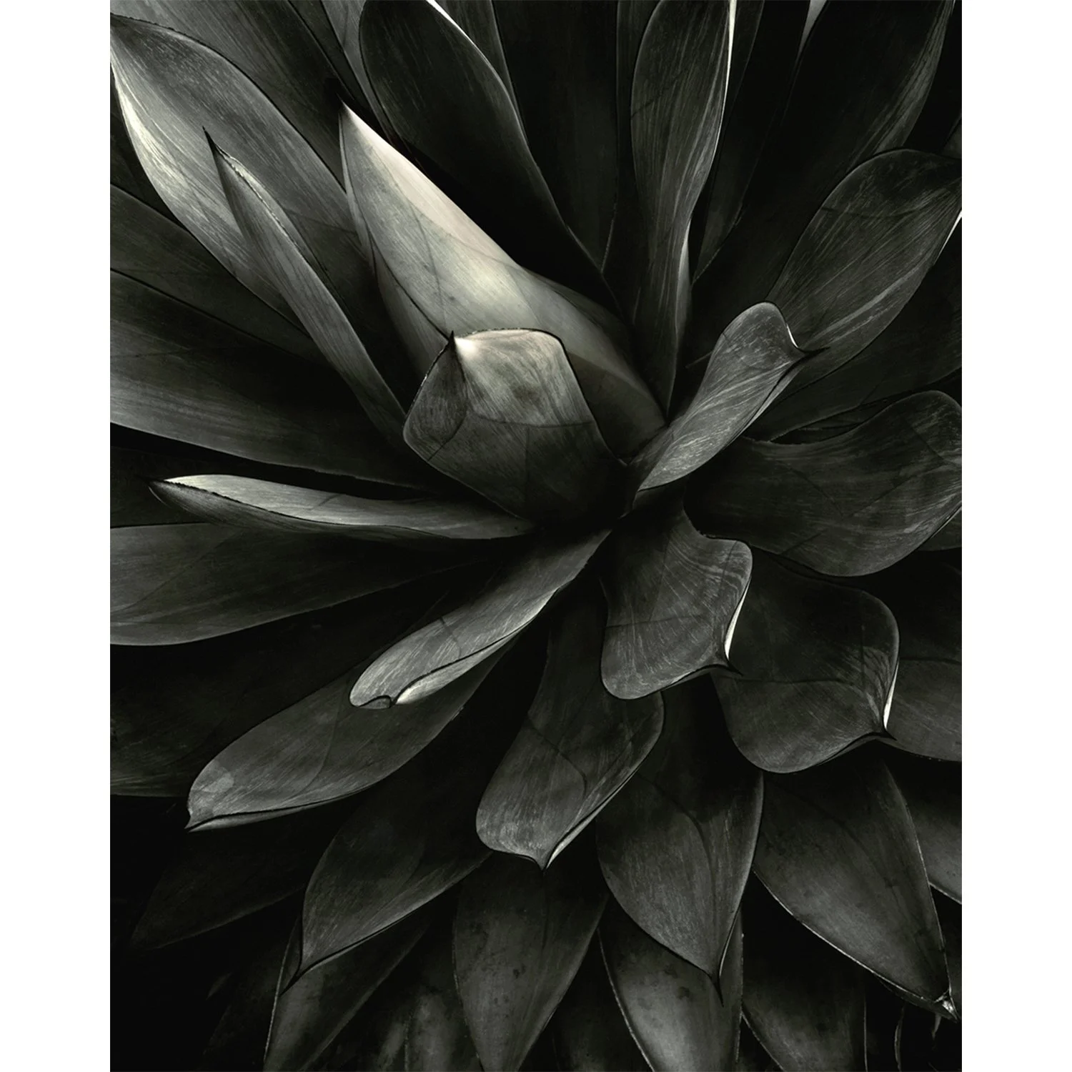 Agave attenuata shawii hybrid, Malibu, CA, 2007   Print Info and Pricing   