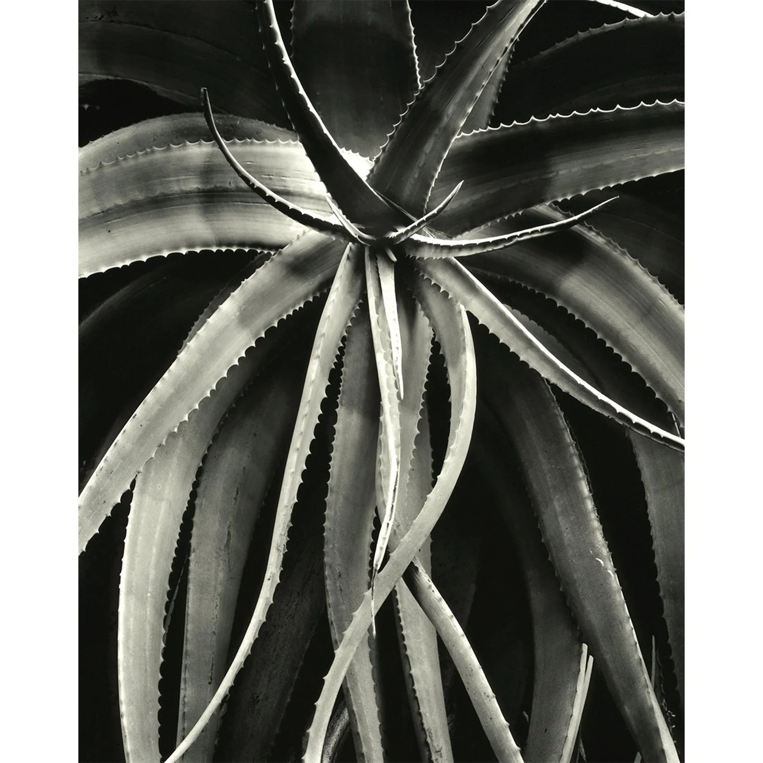 Agave acutissima Malibu, CA, 2007   Print Info and Pricing   
