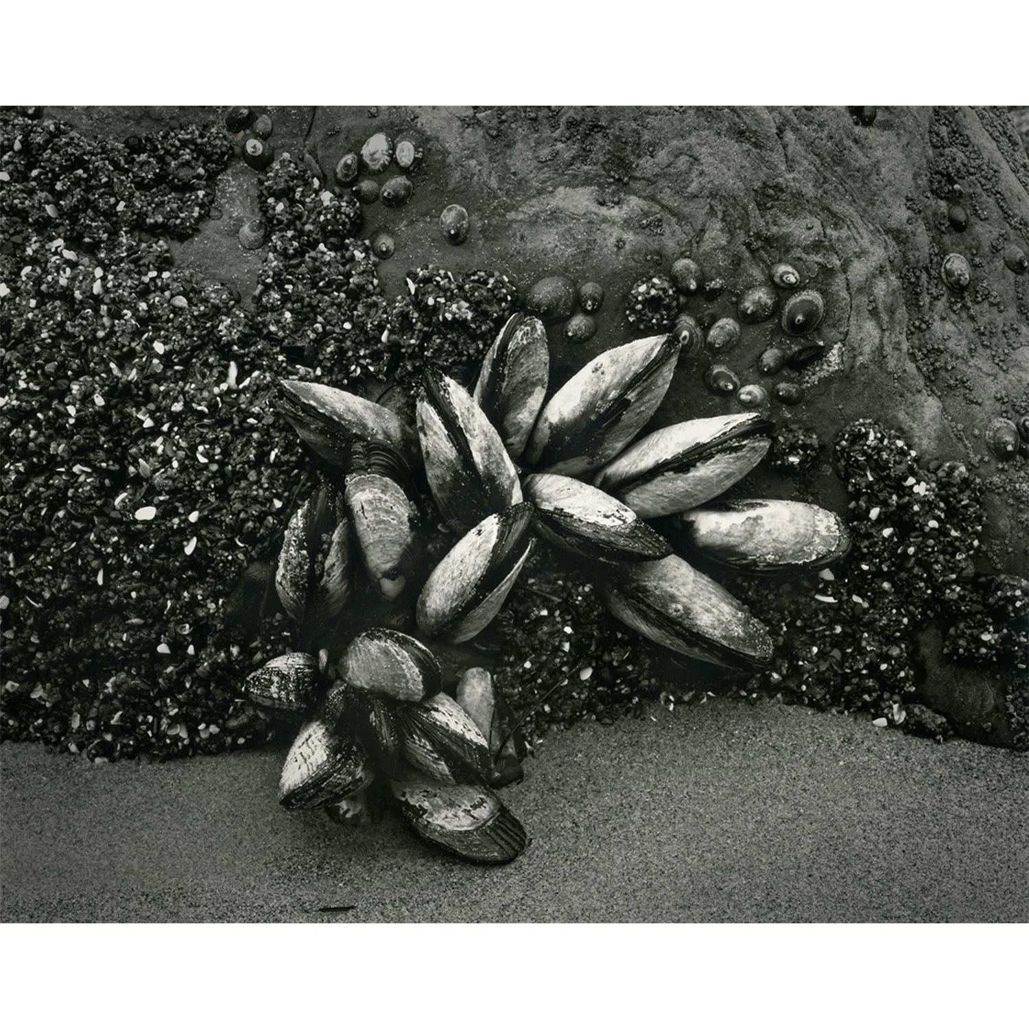Mytilus californianus, "California Mussels", Malibu, CA, 2012   Print Info and Pricing   