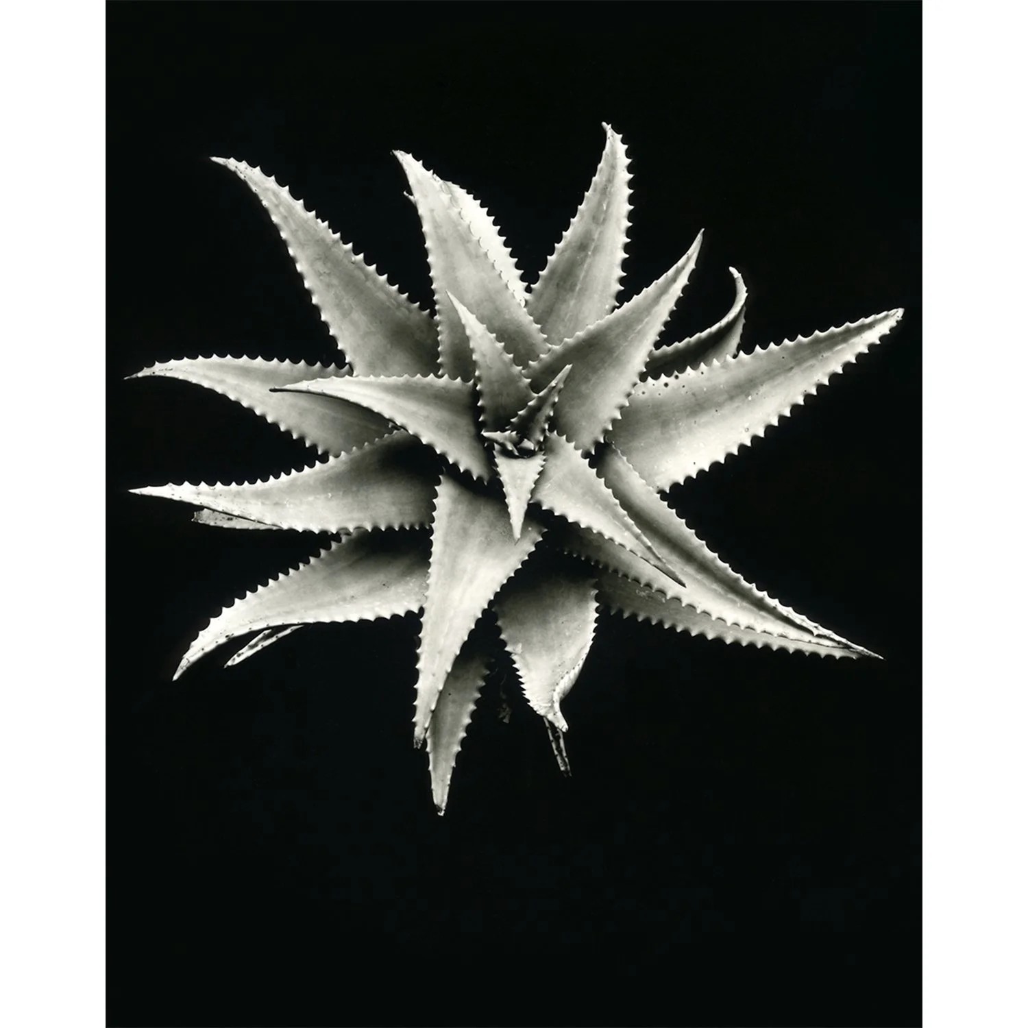 Aloe elgonica, Lake Balboa, CA, 2024   Print Info and Pricing   