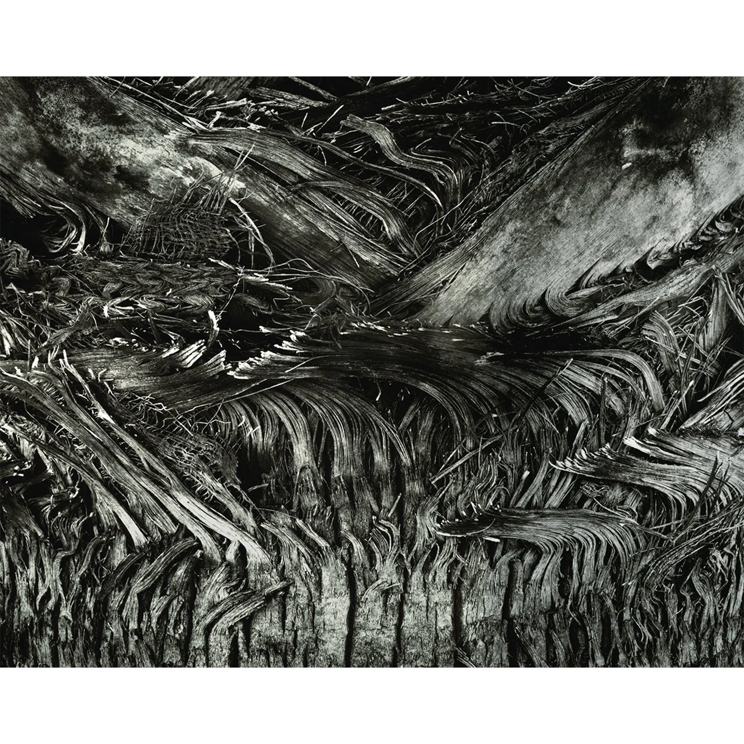 Palm Trunk, Fallbrook, CA, 2009   Print Info and Pricing   