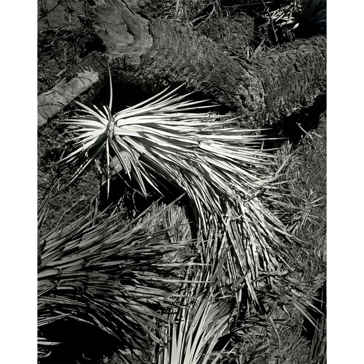 Yucca brevifolia, "Joshua Tree" Detail, Pearblossom, CA, 2018   Print Info and Pricing   