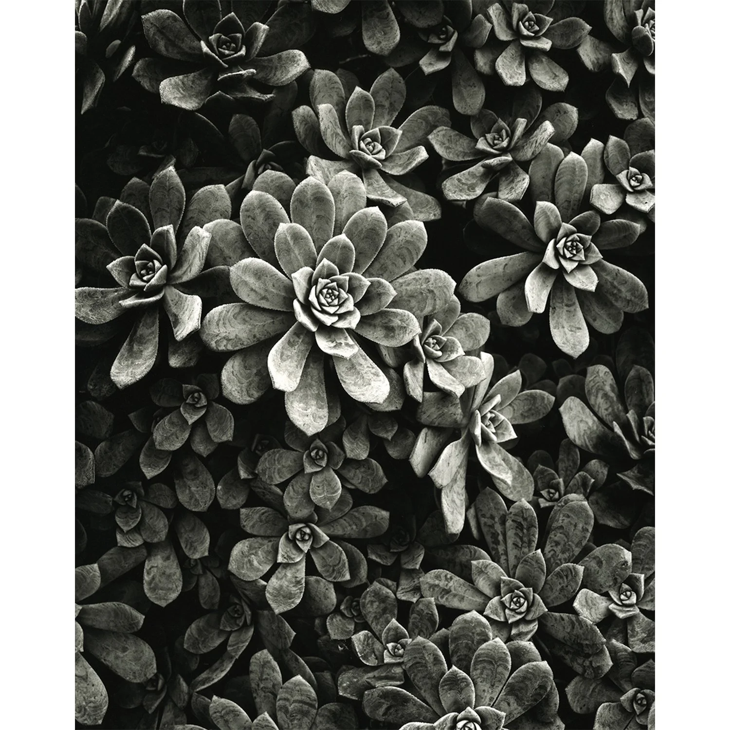 Aeonium haworthii, Falbrook, CA, 2010   Print Info and Pricing   