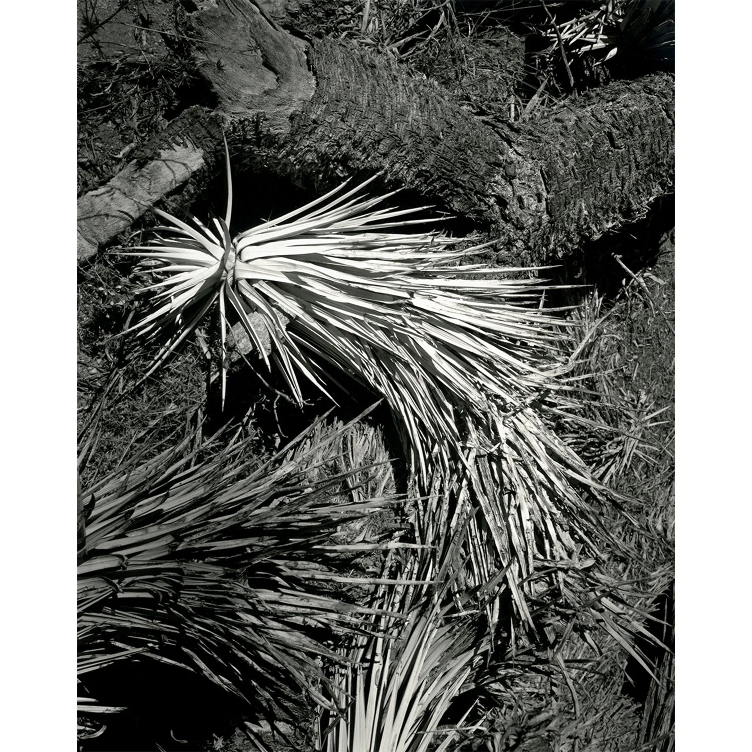 joshua_tree_detail_rt_cc_nbc_1500x1500.jpg