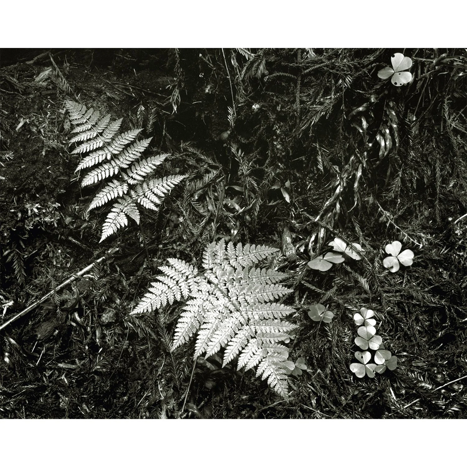 Fern Study, Redwood National Park, CA, 2007   Print Info and Pricing   