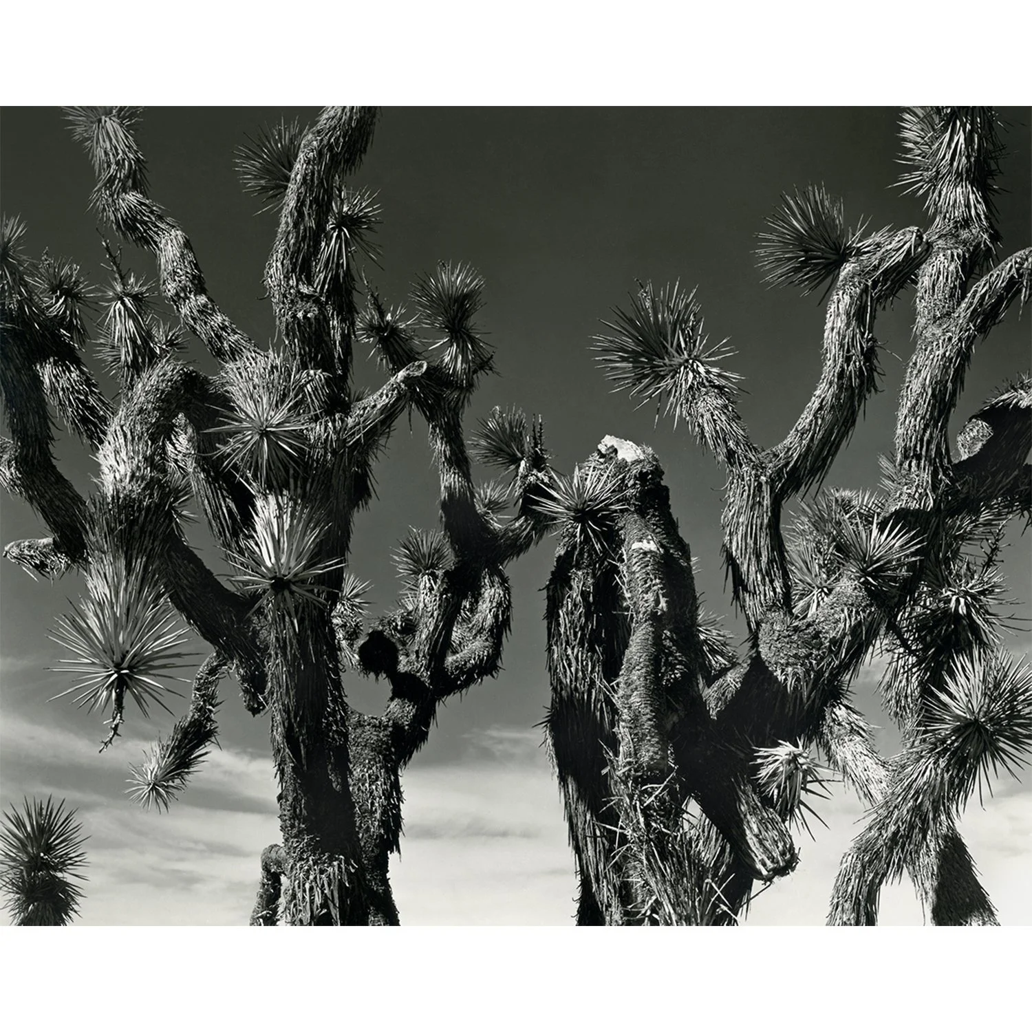 Yucca brevifolia "Joshua Tree", Pearblossom, CA, 2018   Print Info and Pricing   