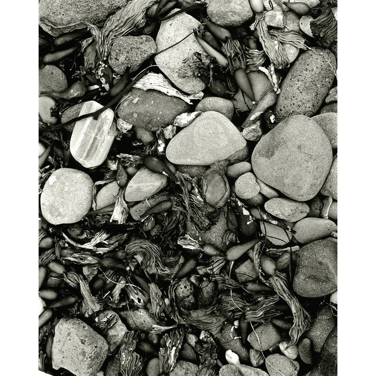 El Pescador Rocks and Kelp, Malibu, CA, 2012   Print Info and Pricing   