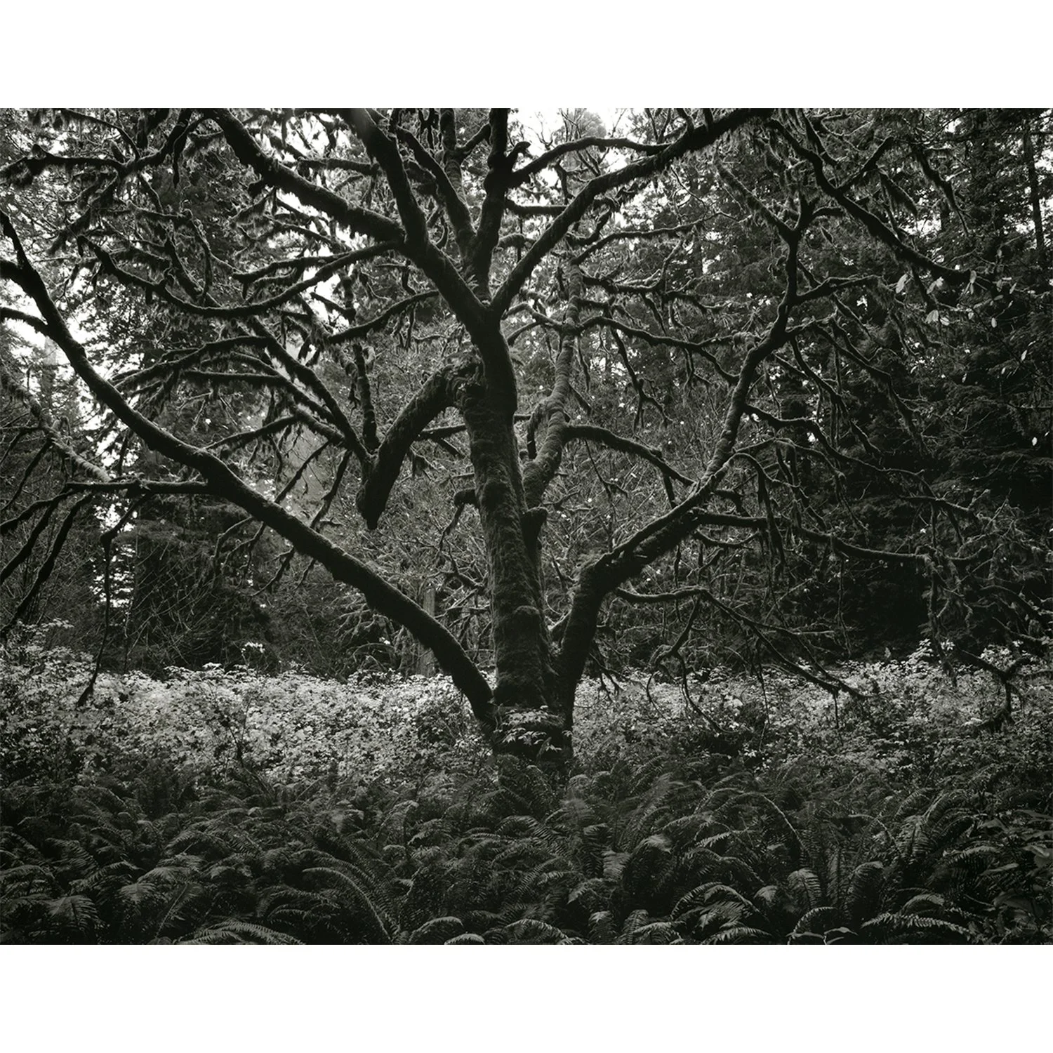 Moss and Tree, Prairie Creek, CA, 2007   Print Info and Pricing   