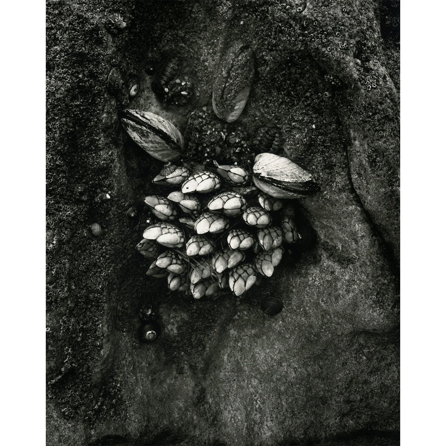 Pollicipes polymerus "Gooseneck Barnacles", Malibu, CA, 2012   Print Info and Pricing   