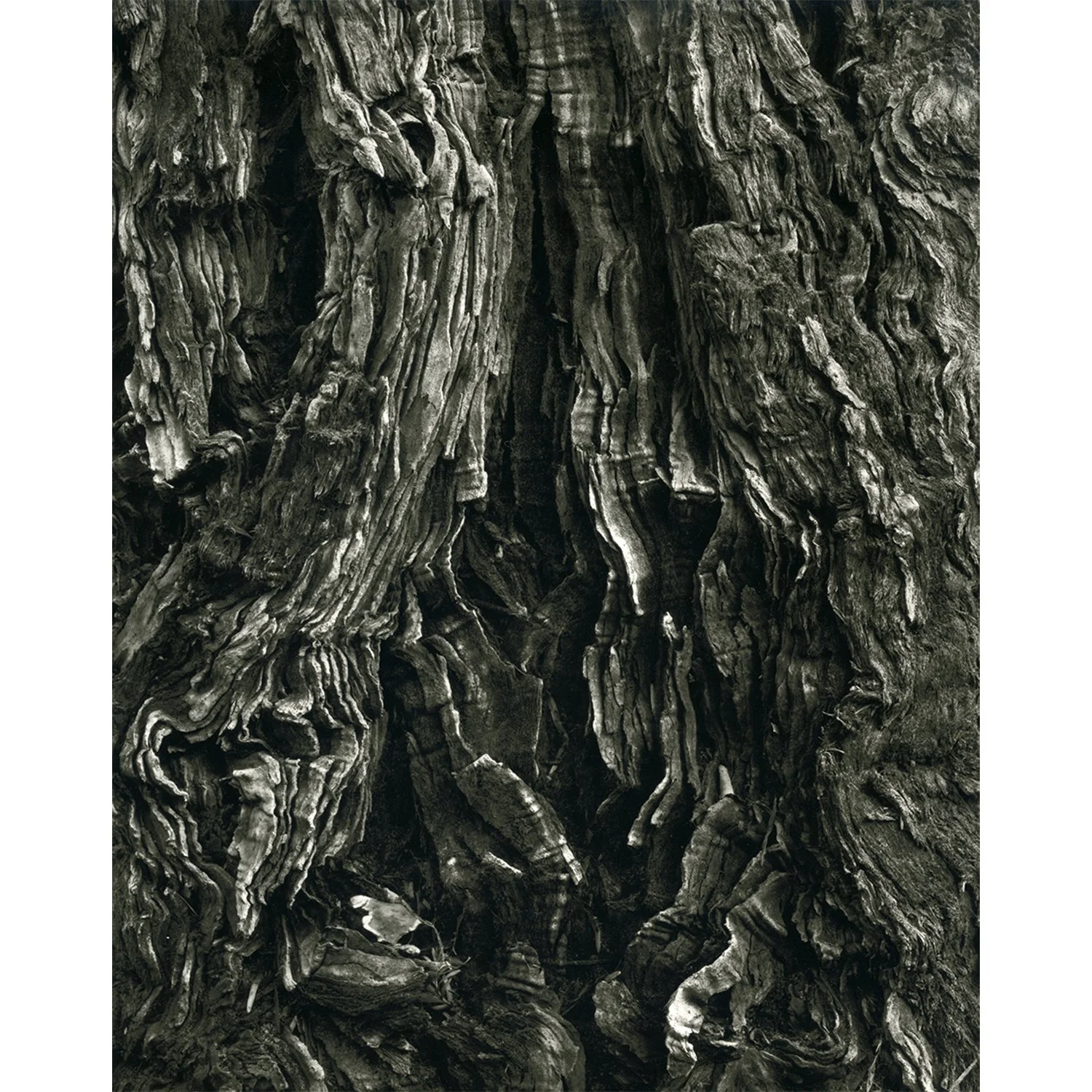 Redwood Detail, Lake Balboa, CA, 2016   Print Info and Pricing   