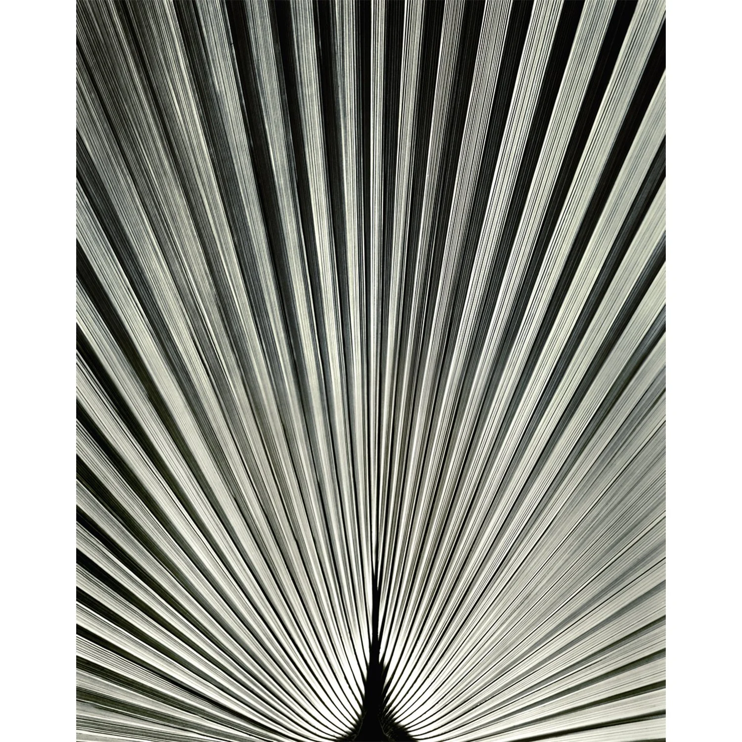 Palm Leaf, Encino, CA, 2009   Print Info and Pricing   