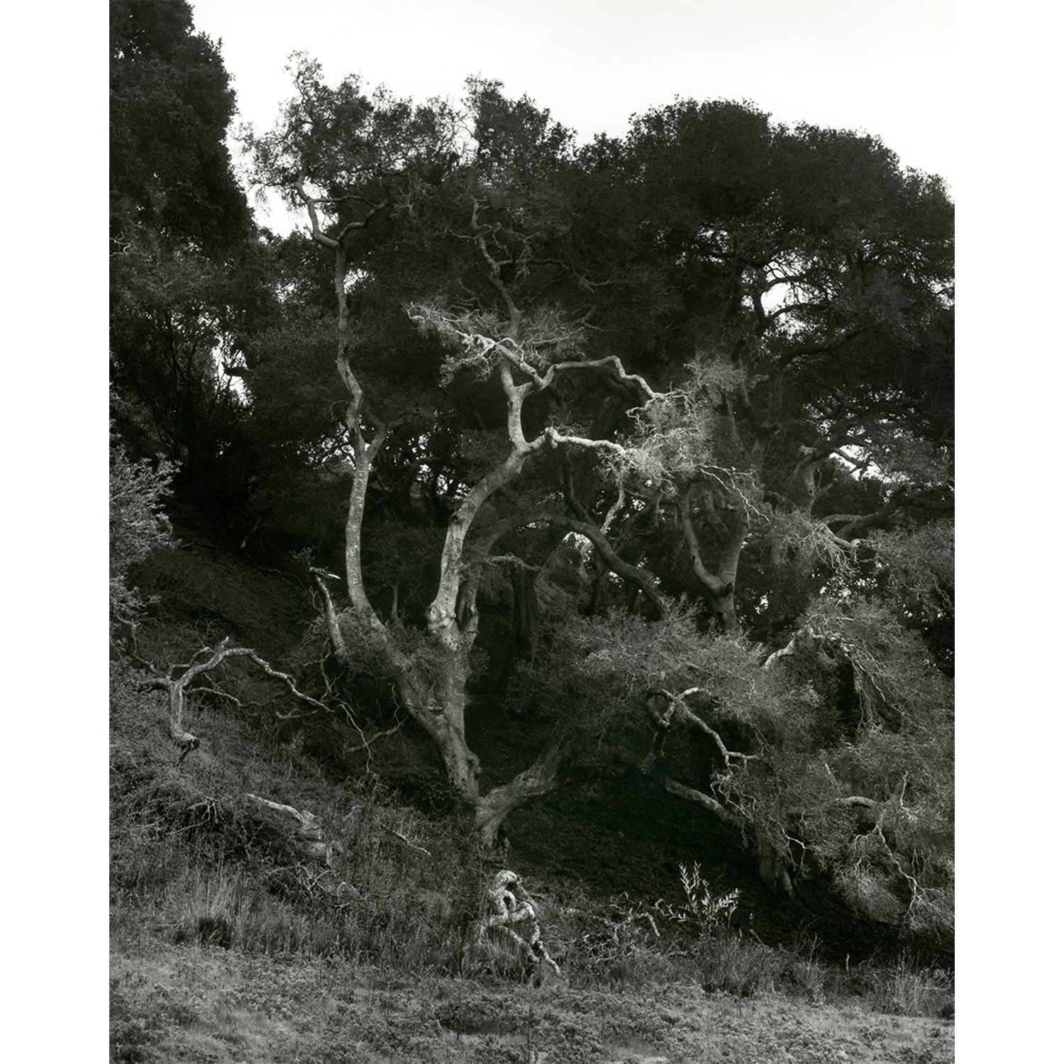 Oak Tree, Lompoc, CA, 2005   Print Info and Pricing   