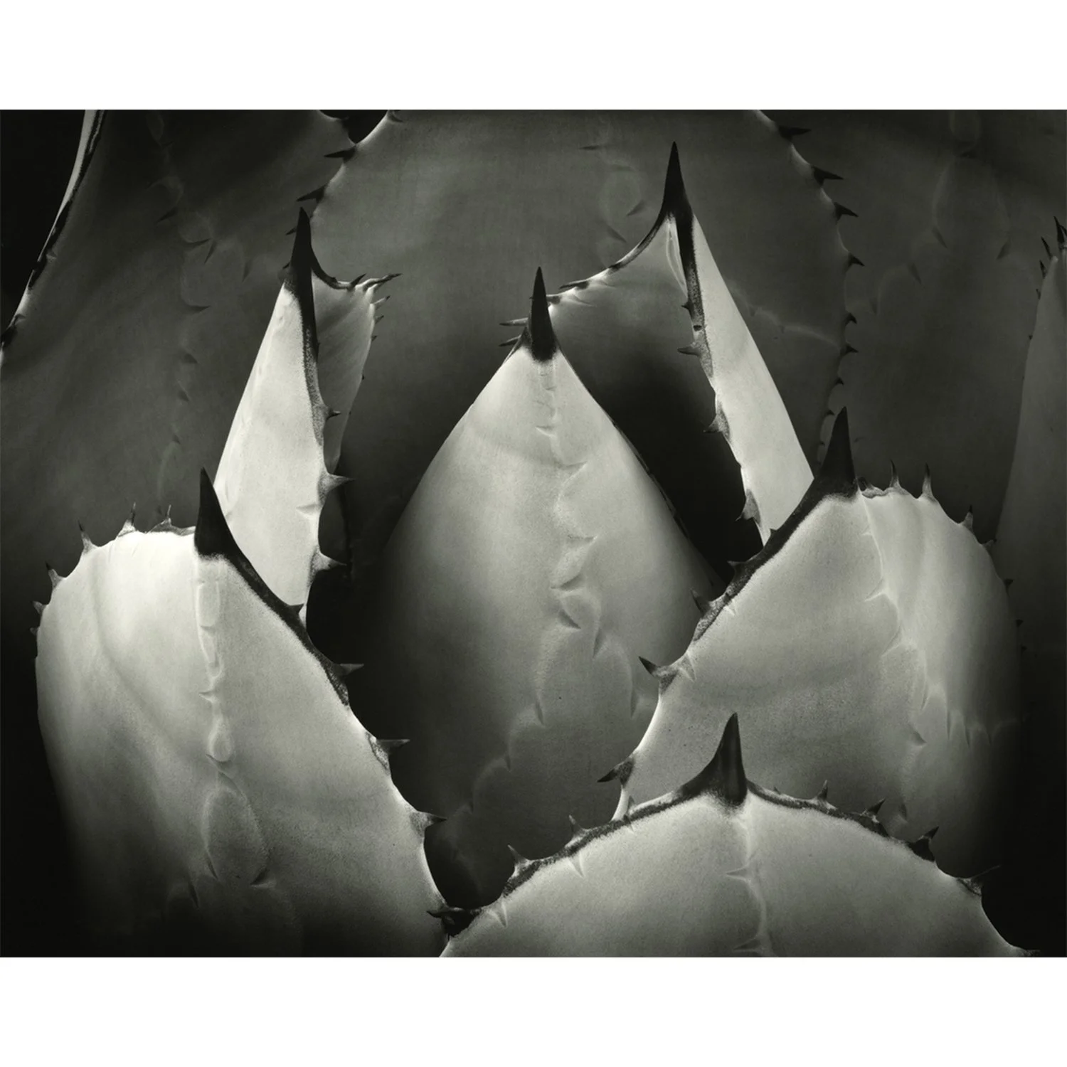 Agave parryi huachucensis #2, Encino, CA, 2009   Print Info and Pricing   