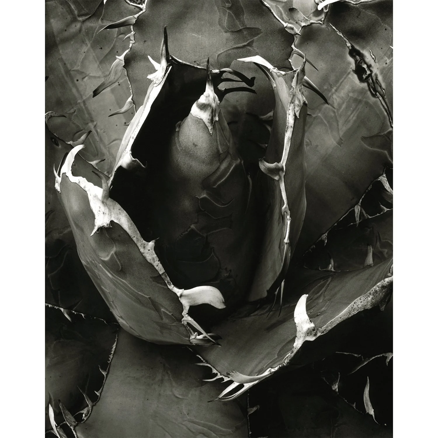 Agave titanota, Fallbrook, CA, 2008   Print Info and Pricing   