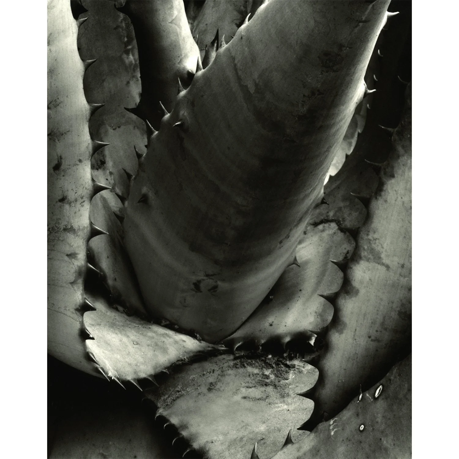 Aloe marlothii, Malibu, CA, 2007   Print Info and Pricing   