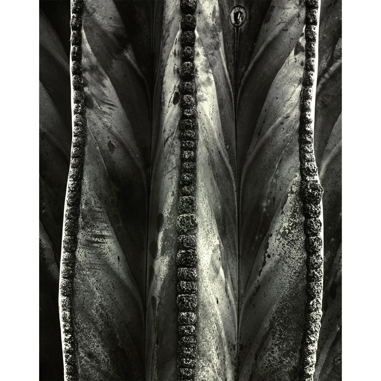 Pachycereus pringlii, Falbrook, CA, 2009   Print Info and Pricing   