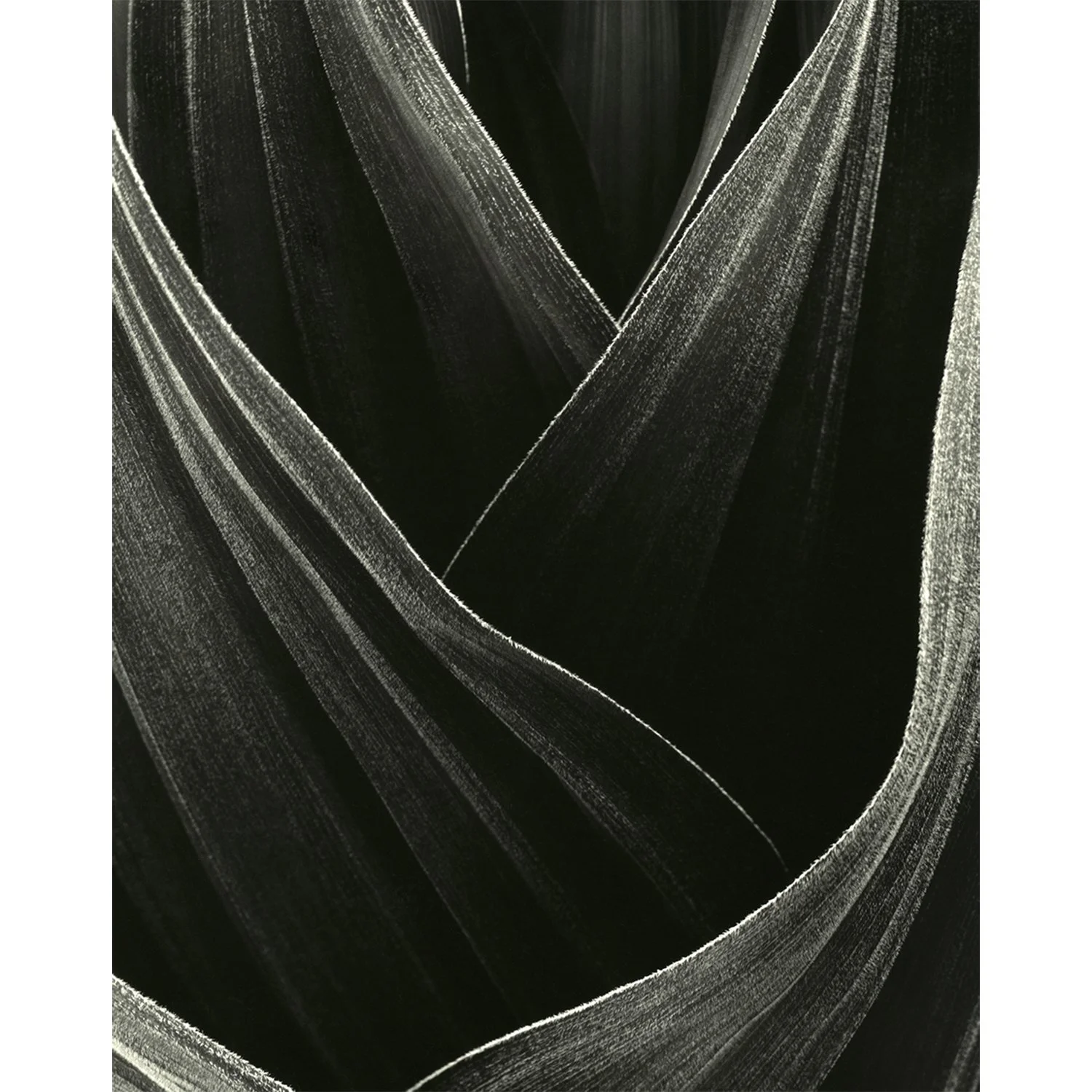 Veratrum californicum, Tioga Pass, CA, 2006   Print Info and Pricing   