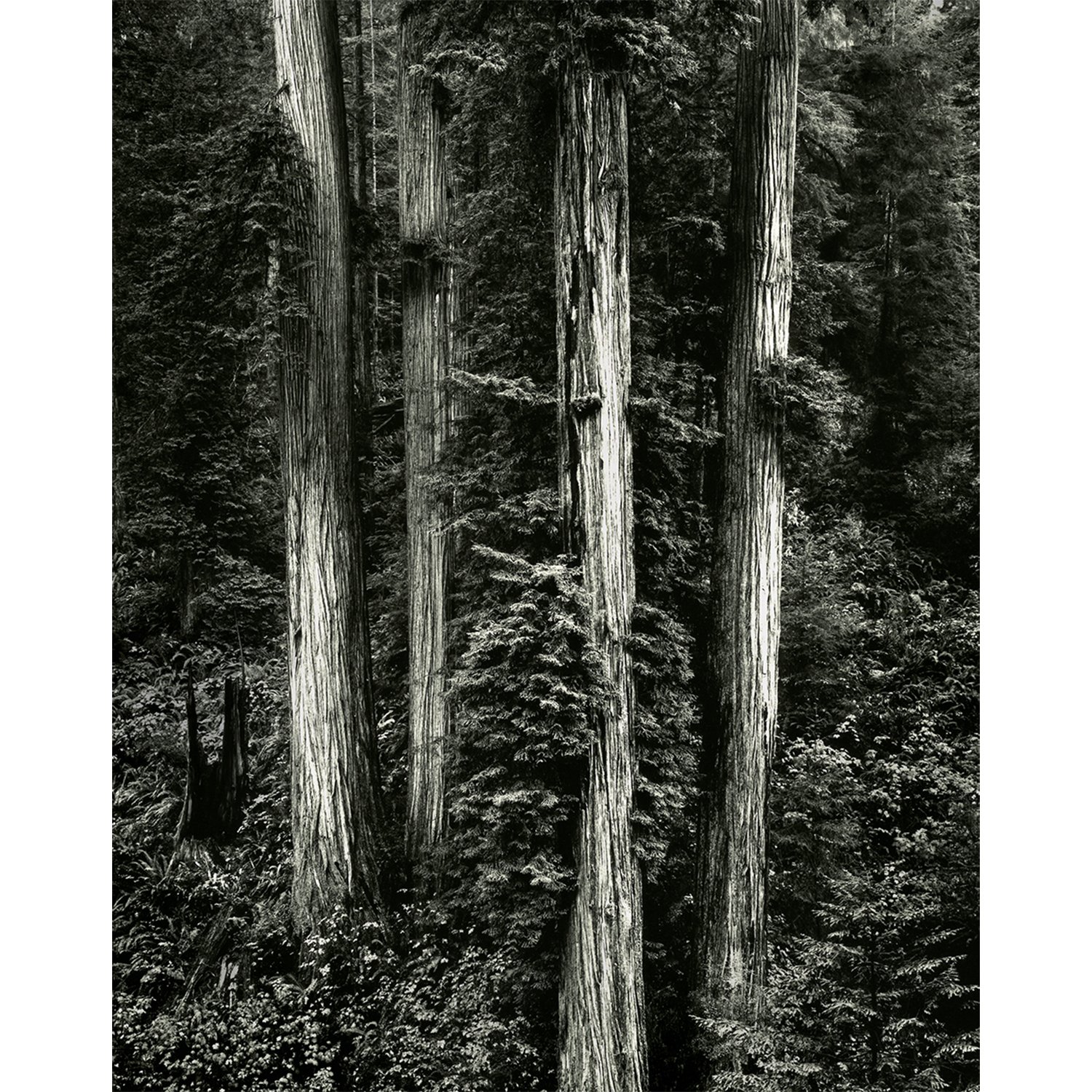 Redwoods, Redwood National Park, CA, 2007   Print Info and Pricing   