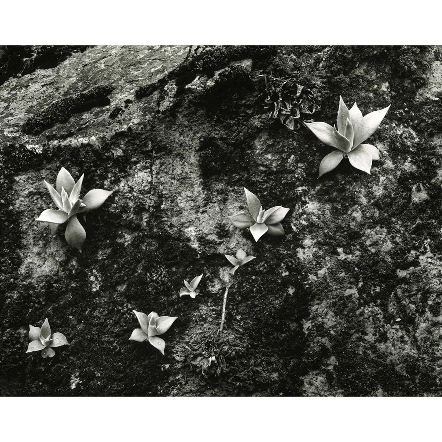 Dudleya pulverulenta Family, Walker Basin, CA, 2009   Print Info and Pricing   