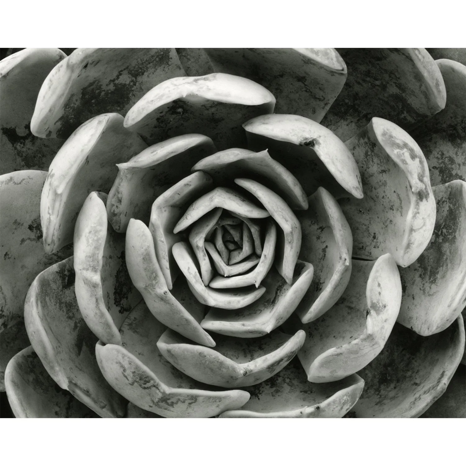 Echiveria elegans, Fallbrook, CA, 2008   Print Info and Pricing   