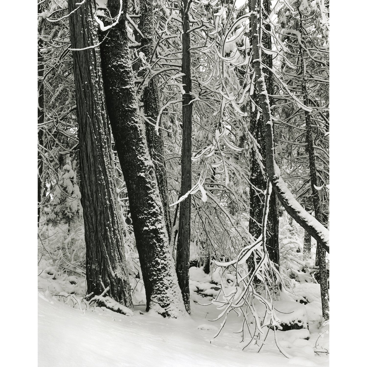 Winter Trees, Yosemite, CA, 2006   Print Info and Pricing   