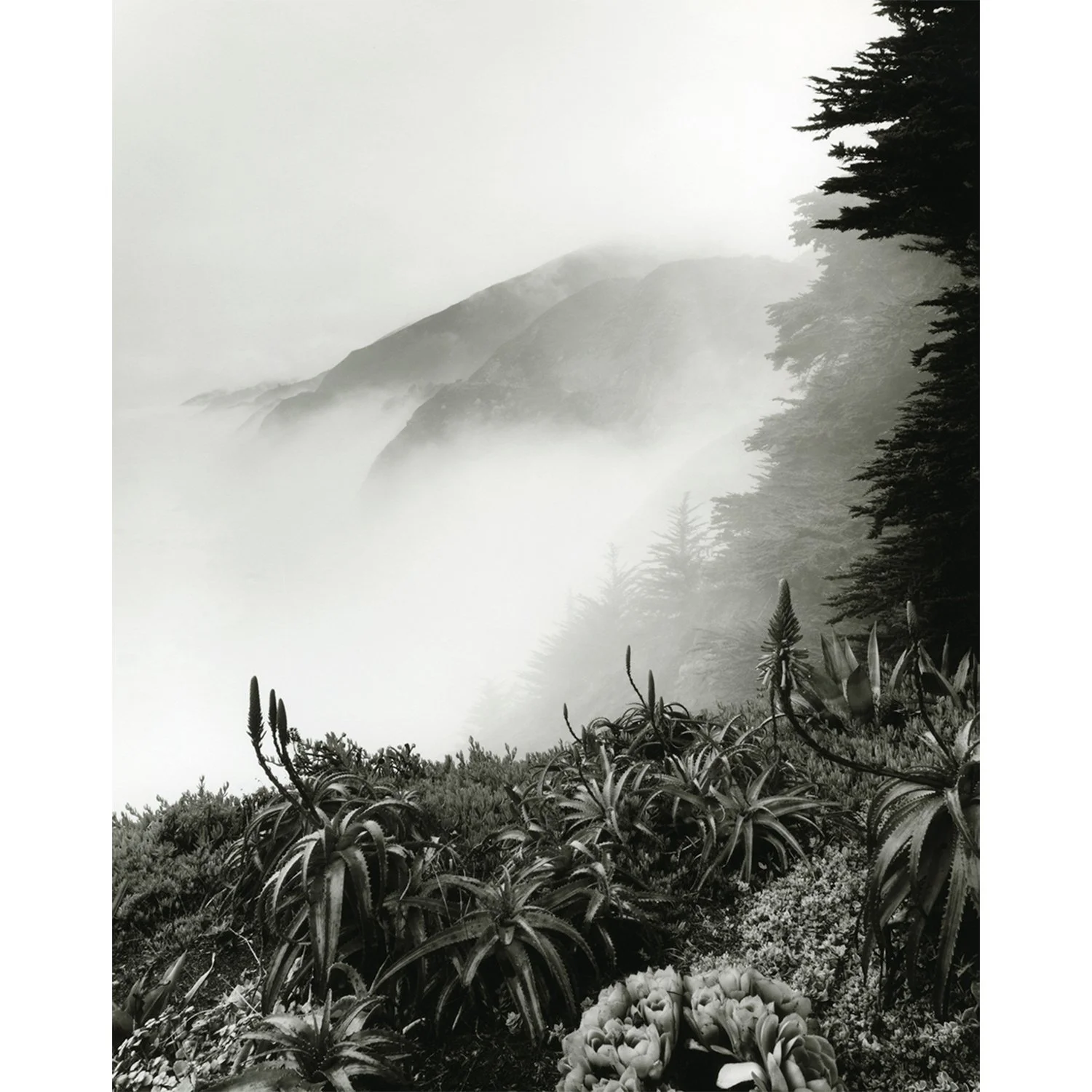 Cliffside, Big Sur, CA, 2005   Print Info and Pricing   