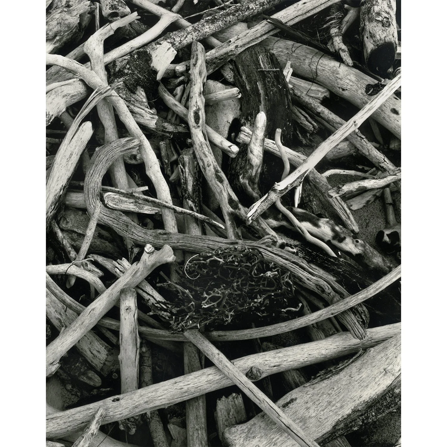 El Pescador Drift Wood, Malibu, CA, 2012   Print Info and Pricing   