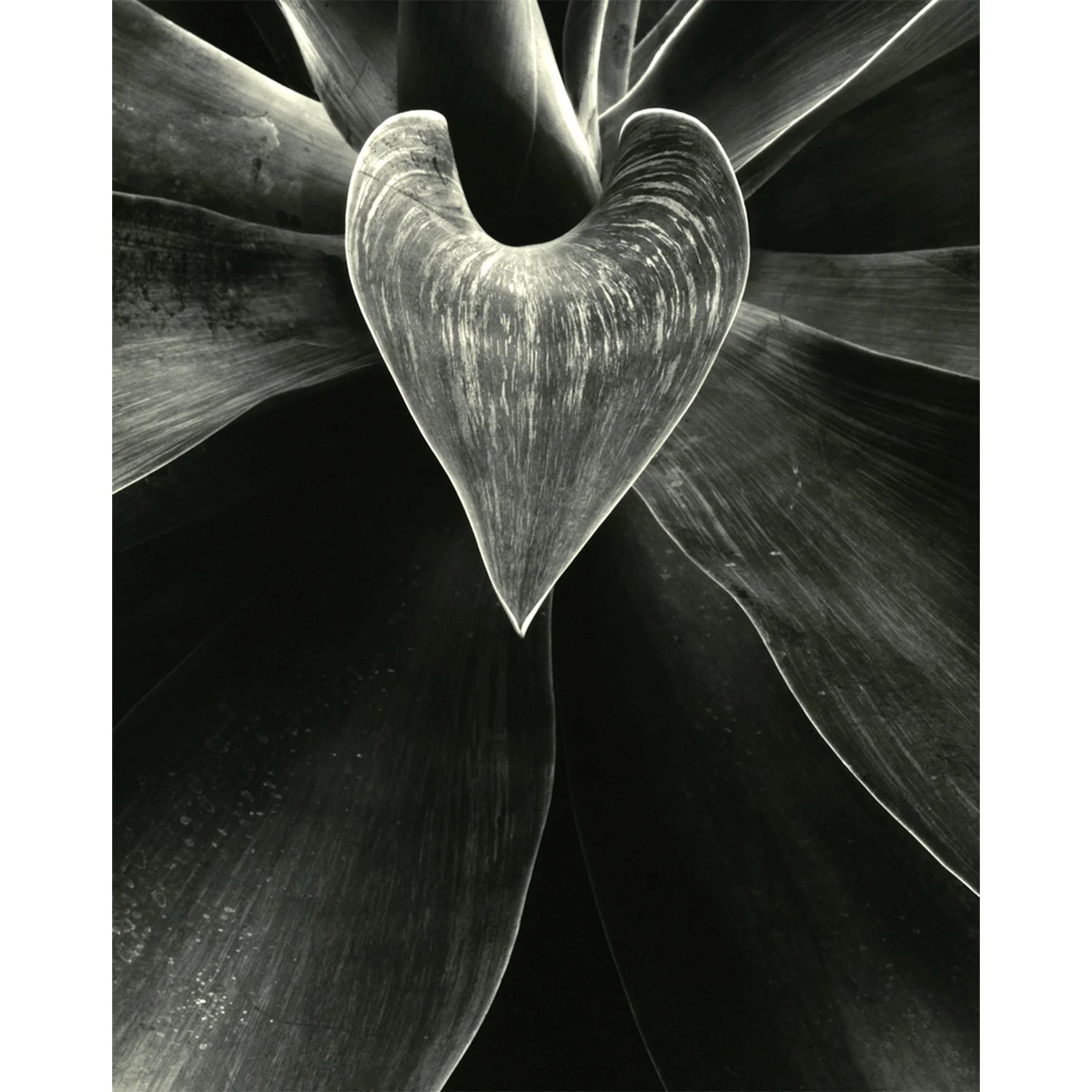 Agave attenuata, Encino, CA, 2009   Print Info and Pricing   