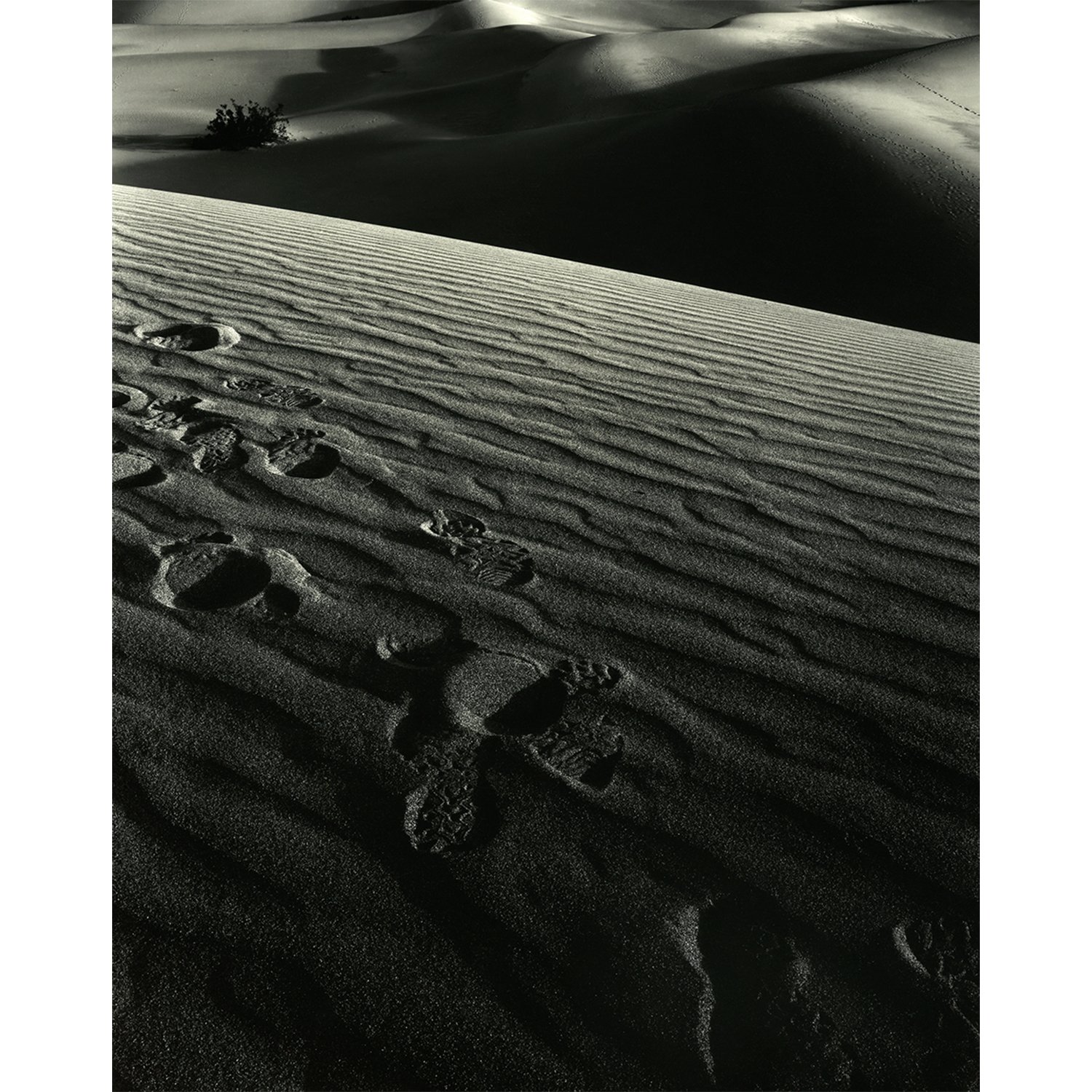 Dunes, Death Valley, CA, 2009   Print Info and Pricing   
