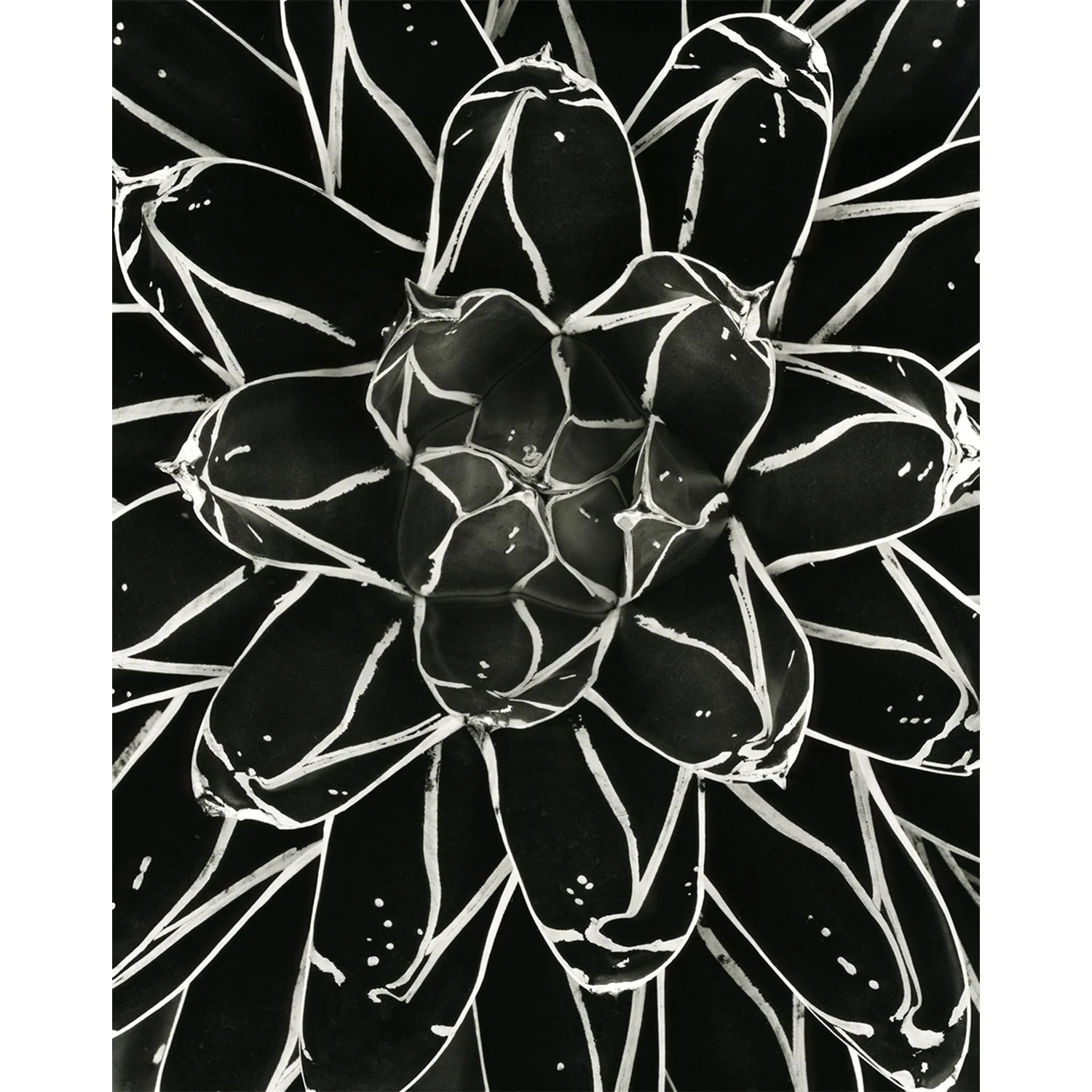 Agave victoriae-reginae, Encino, CA, 2012   Print Info and Pricing   