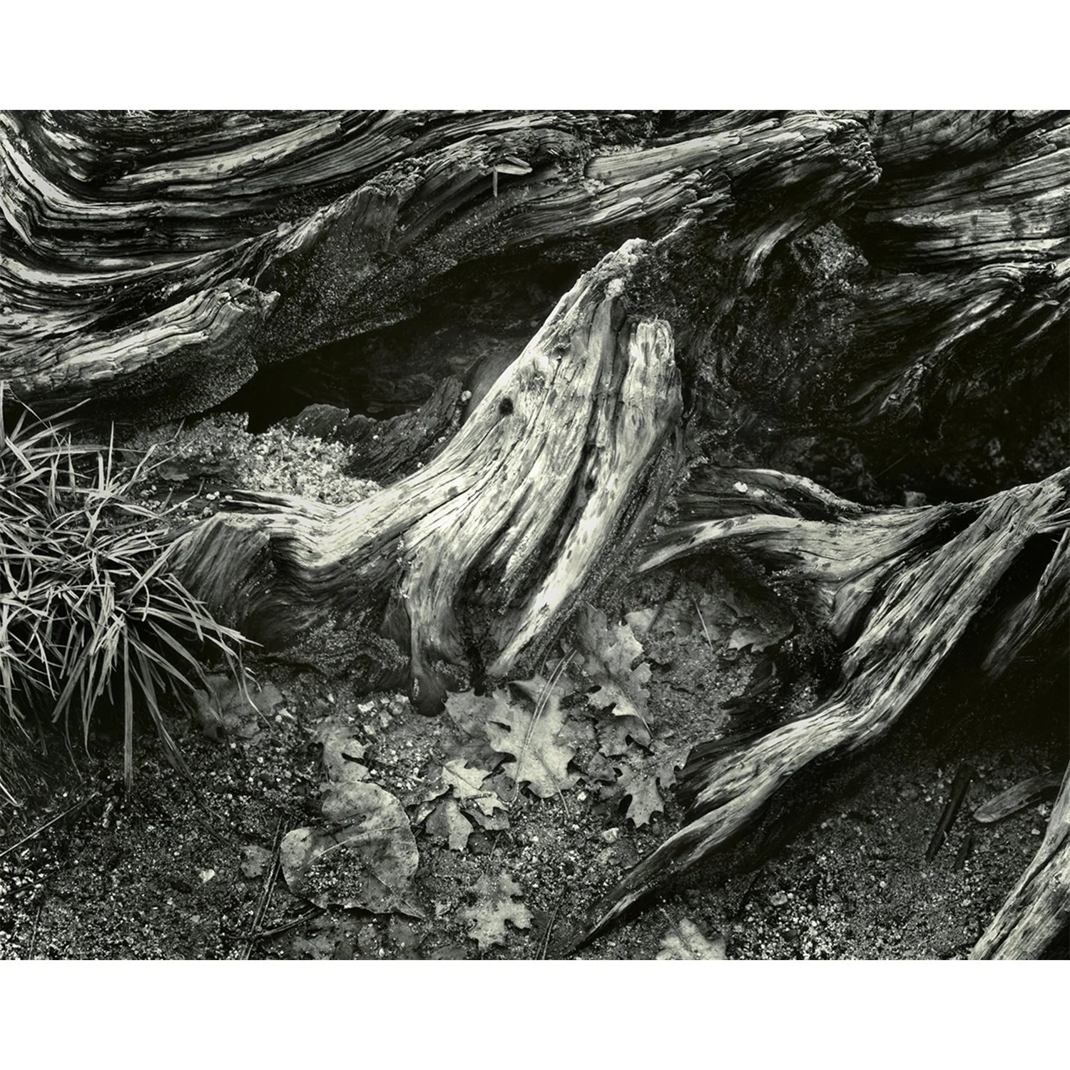 Valley Floor, Yosemite, CA, 2007   Print Info and Pricing   