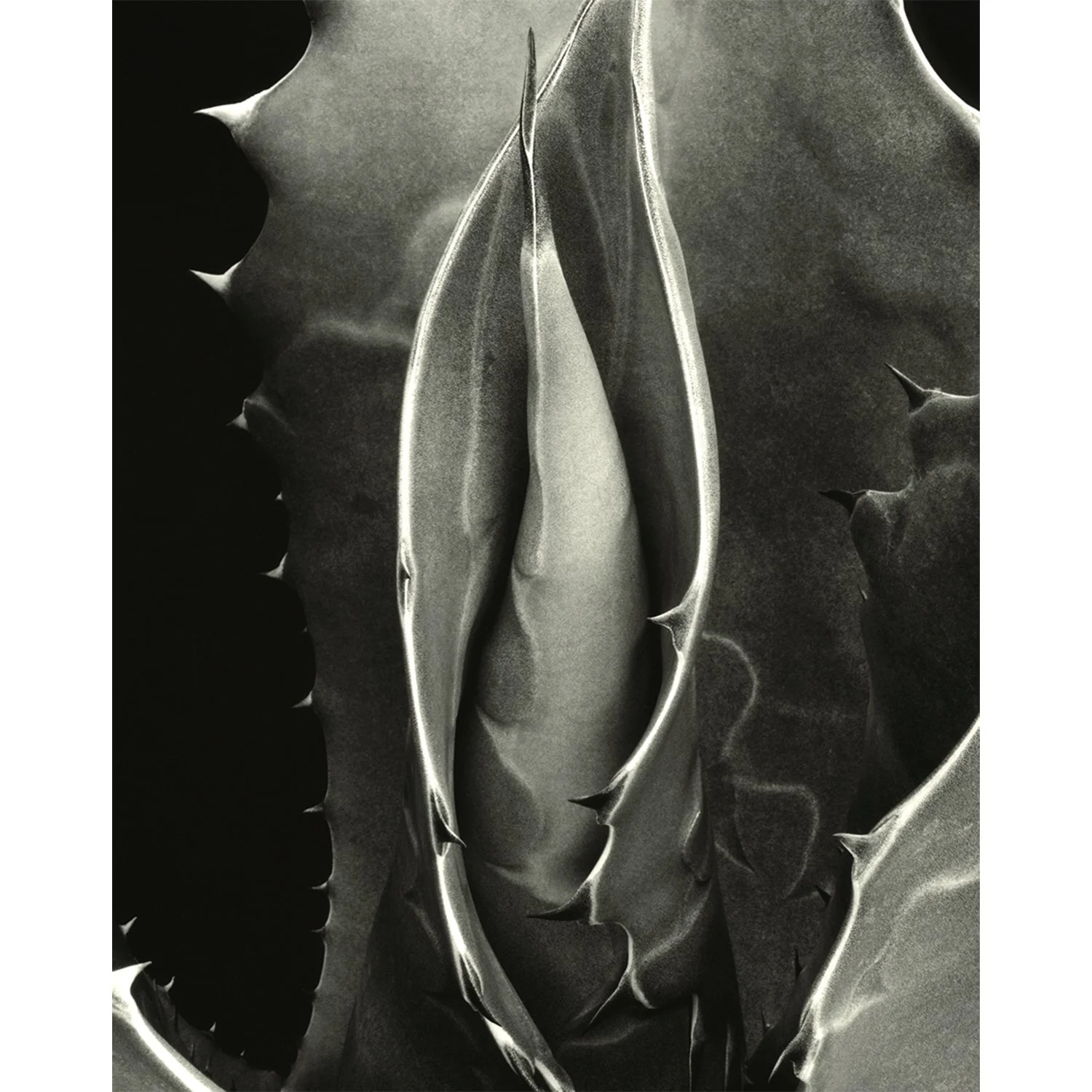 Agave salmiana var. ferox juvenile, Fallbrook, CA, 2007   Print Info and Pricing   
