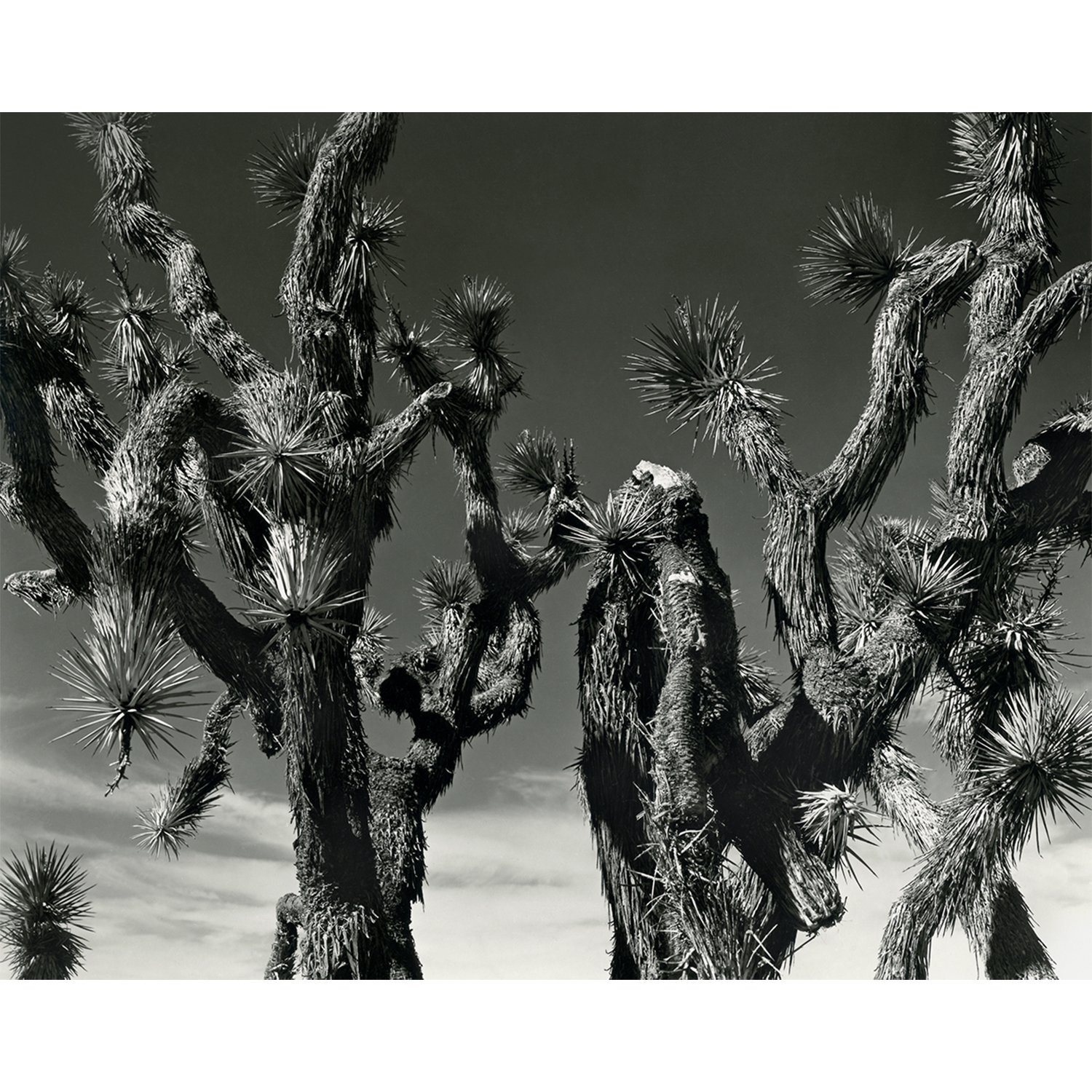 joshua_trees_rt_cc_nbc_1500x1500.jpg