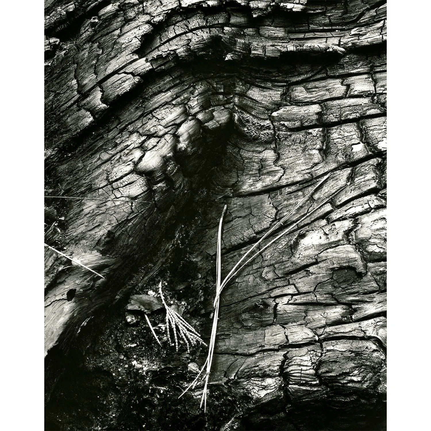 Charred Wood, Yosemite, CA, 2005   Print Info and Pricing   