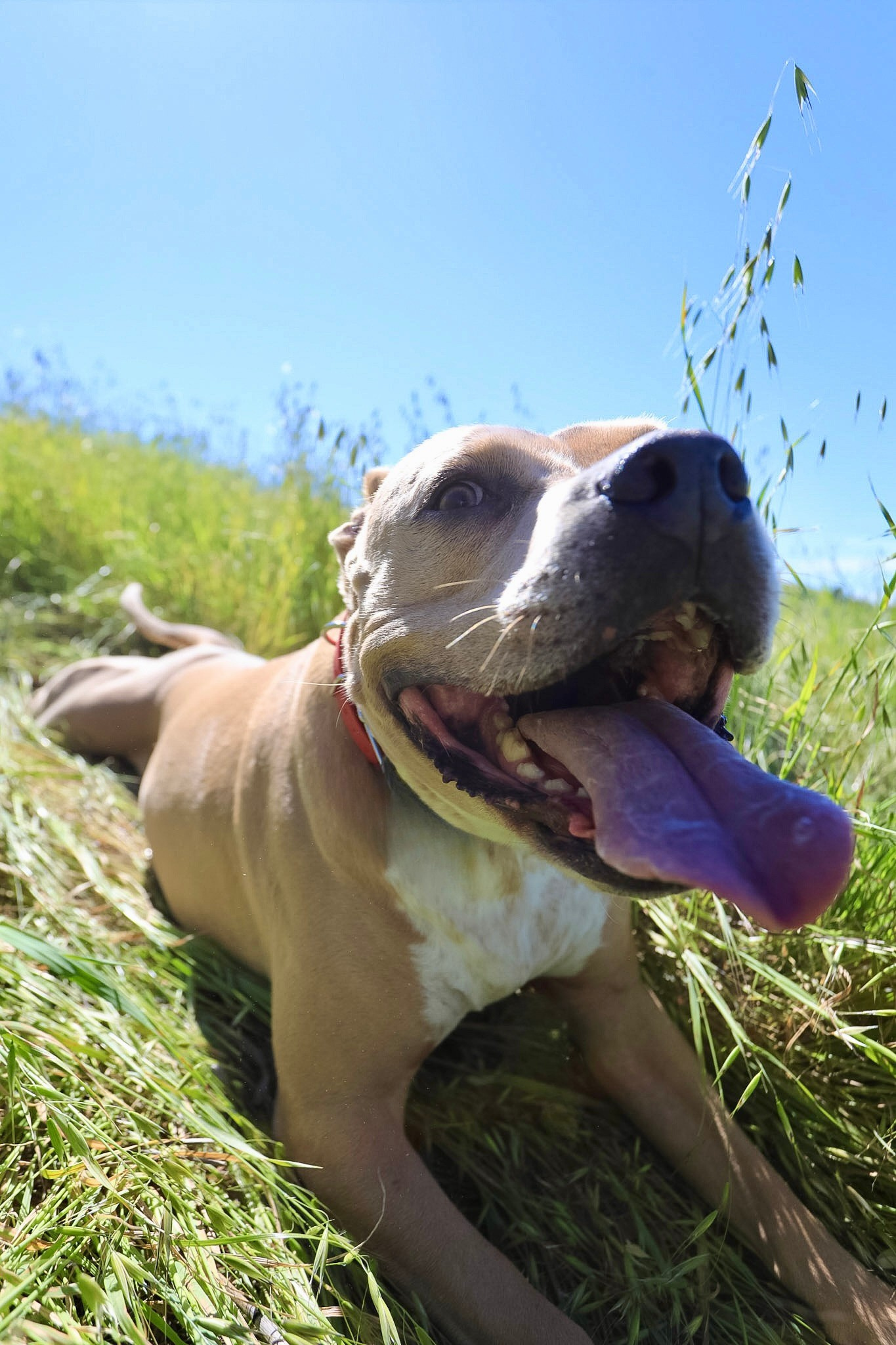Happy dog lying in grass with tongue out, under a bright blue sky.