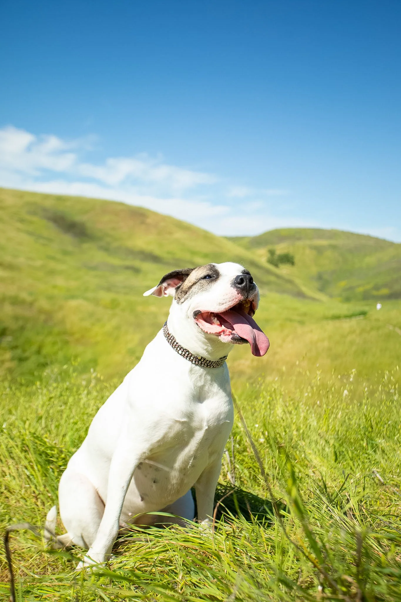 Large white dog with brindle spot, Love, smiling on green hills