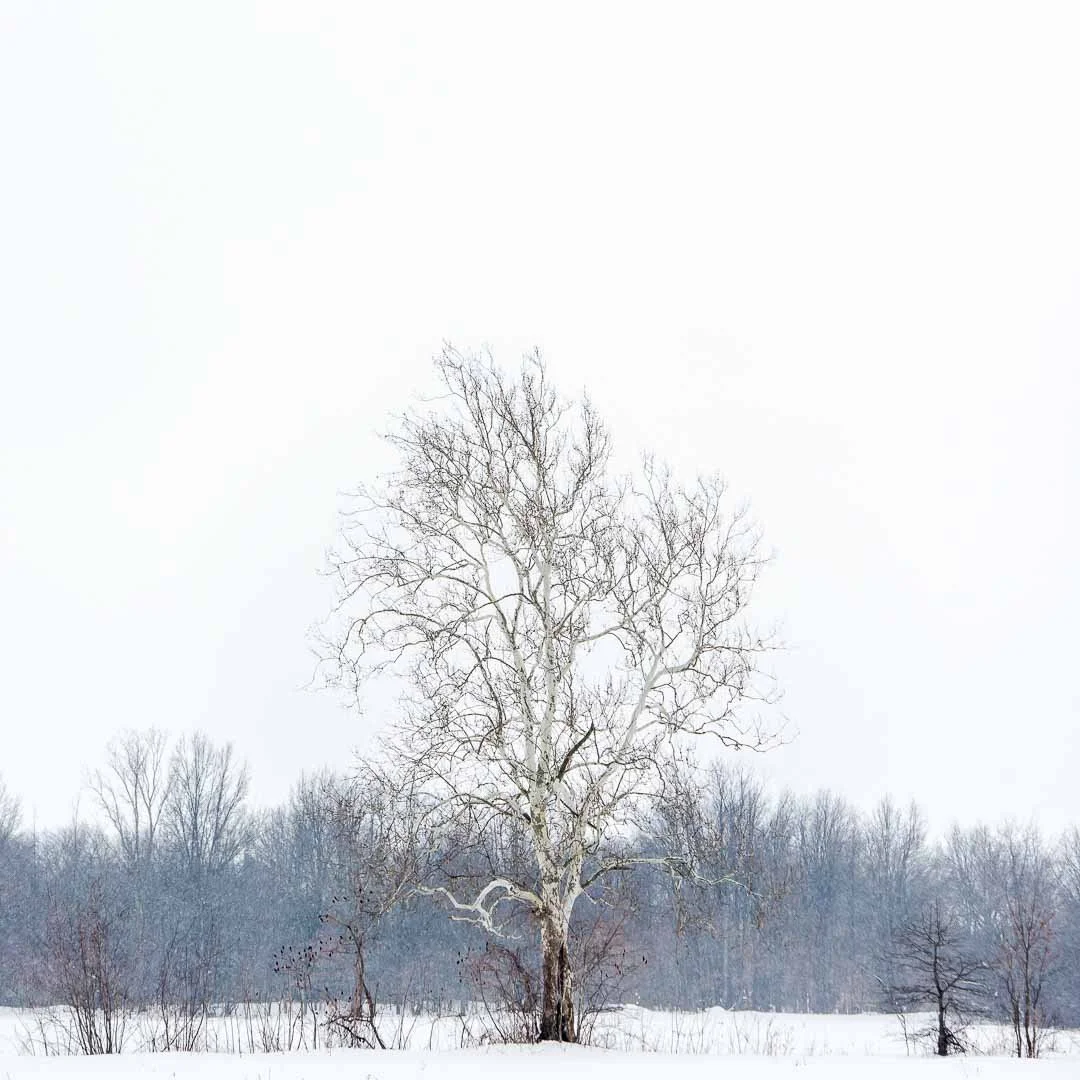 A large, leafless tree with snow-covered branches standing in a snowy landscape with a forest in the background.